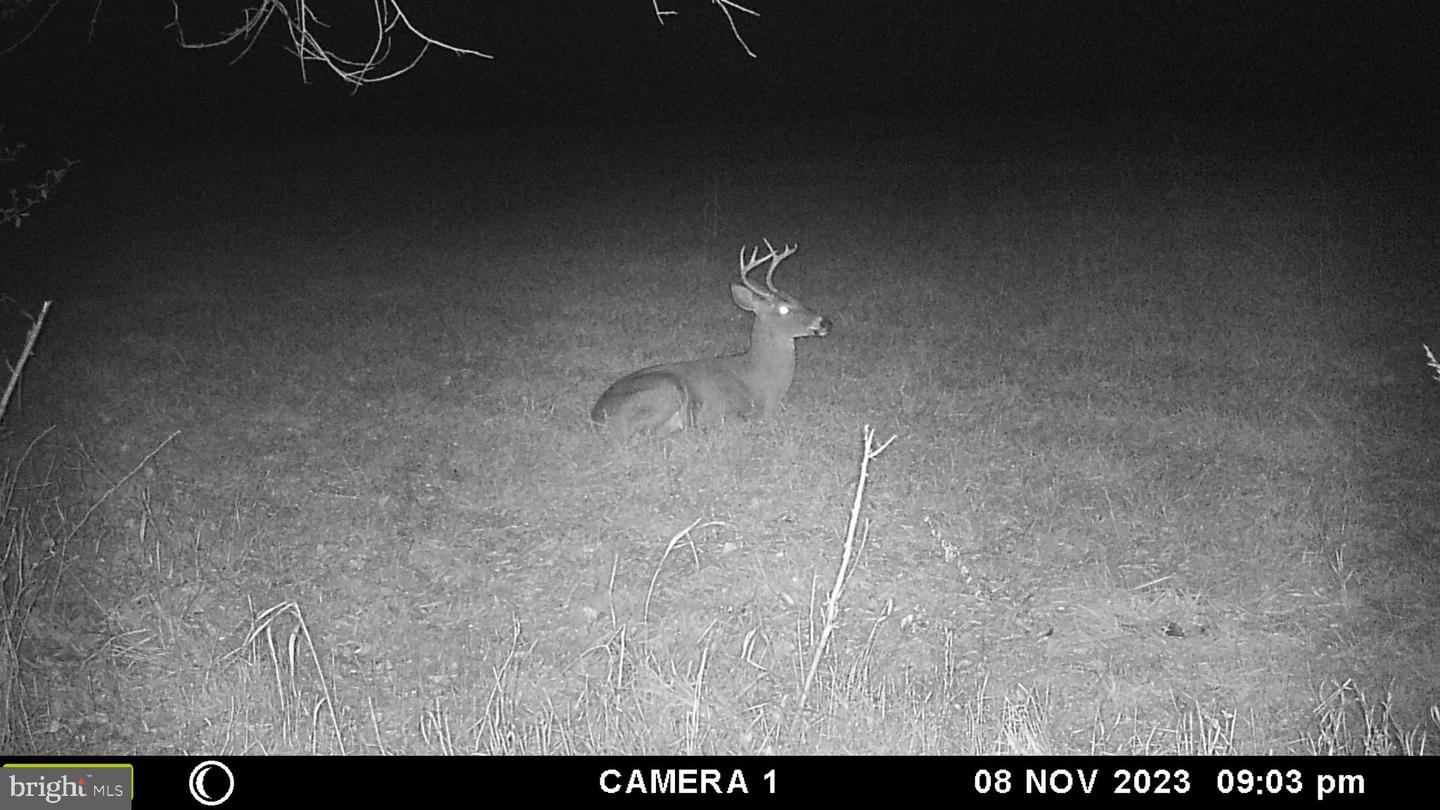 FROG HOLLOW RD, WINCHESTER, Virginia 22603, ,Farm,For Sale,FROG HOLLOW RD,VAFV2037502 MLS # VAFV2037502