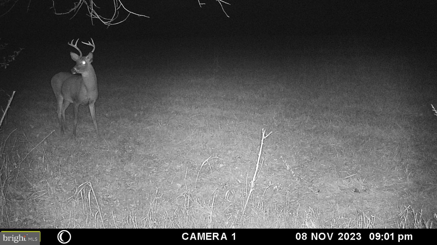 FROG HOLLOW RD, WINCHESTER, Virginia 22603, ,Farm,For Sale,FROG HOLLOW RD,VAFV2037502 MLS # VAFV2037502