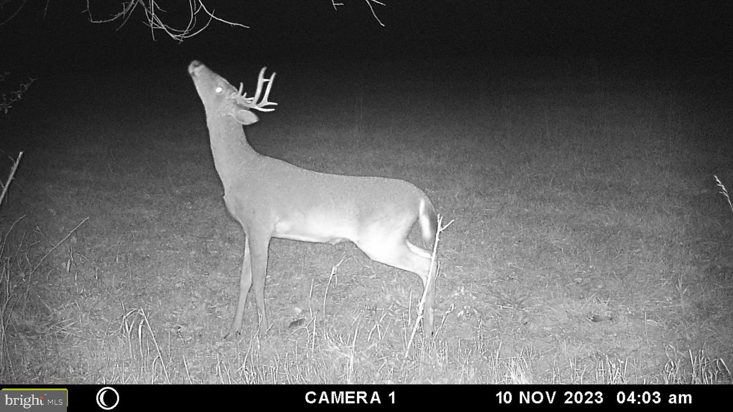 FROG HOLLOW RD, WINCHESTER, Virginia 22603, ,Farm,For Sale,FROG HOLLOW RD,VAFV2037502 MLS # VAFV2037502