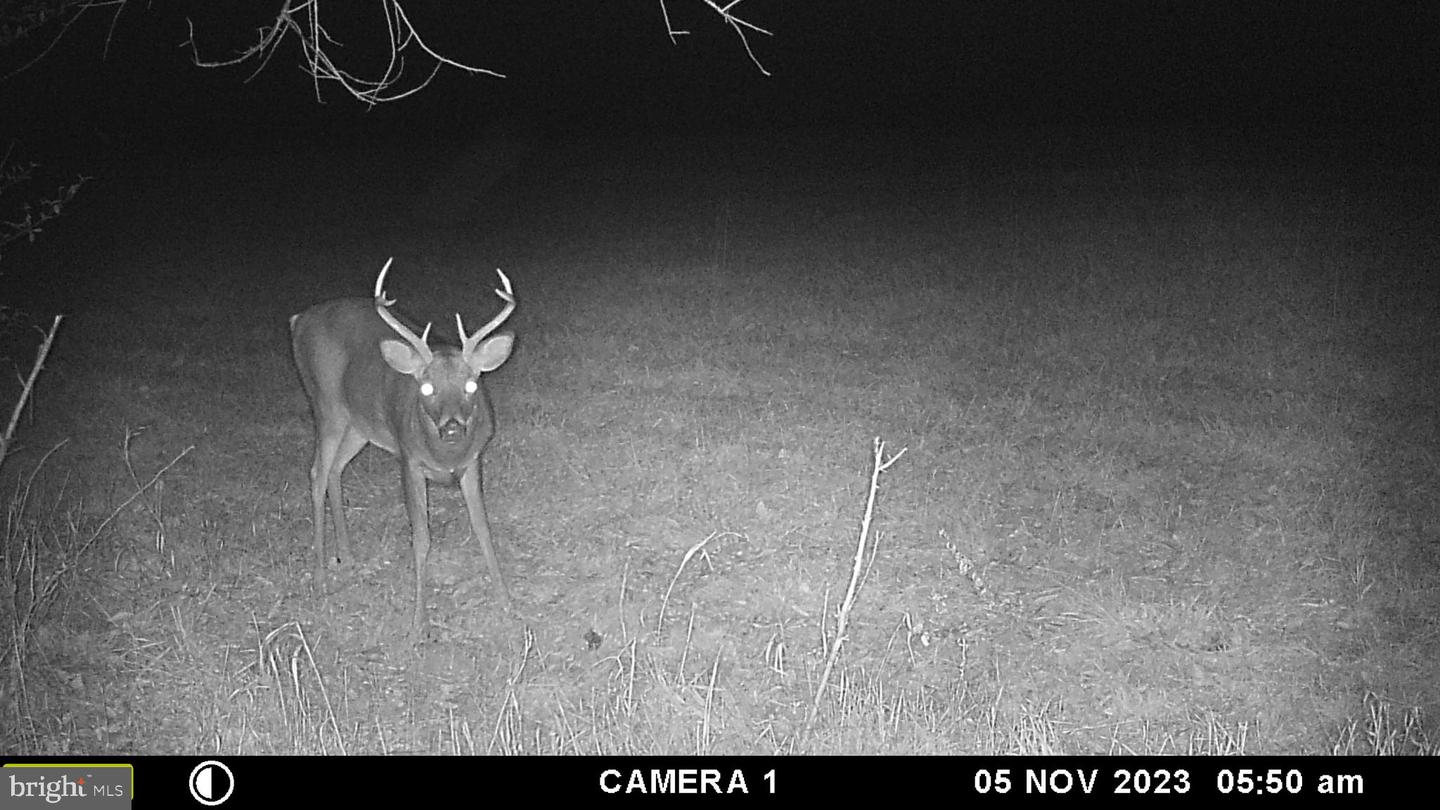 FROG HOLLOW RD, WINCHESTER, Virginia 22603, ,Farm,For Sale,FROG HOLLOW RD,VAFV2037502 MLS # VAFV2037502