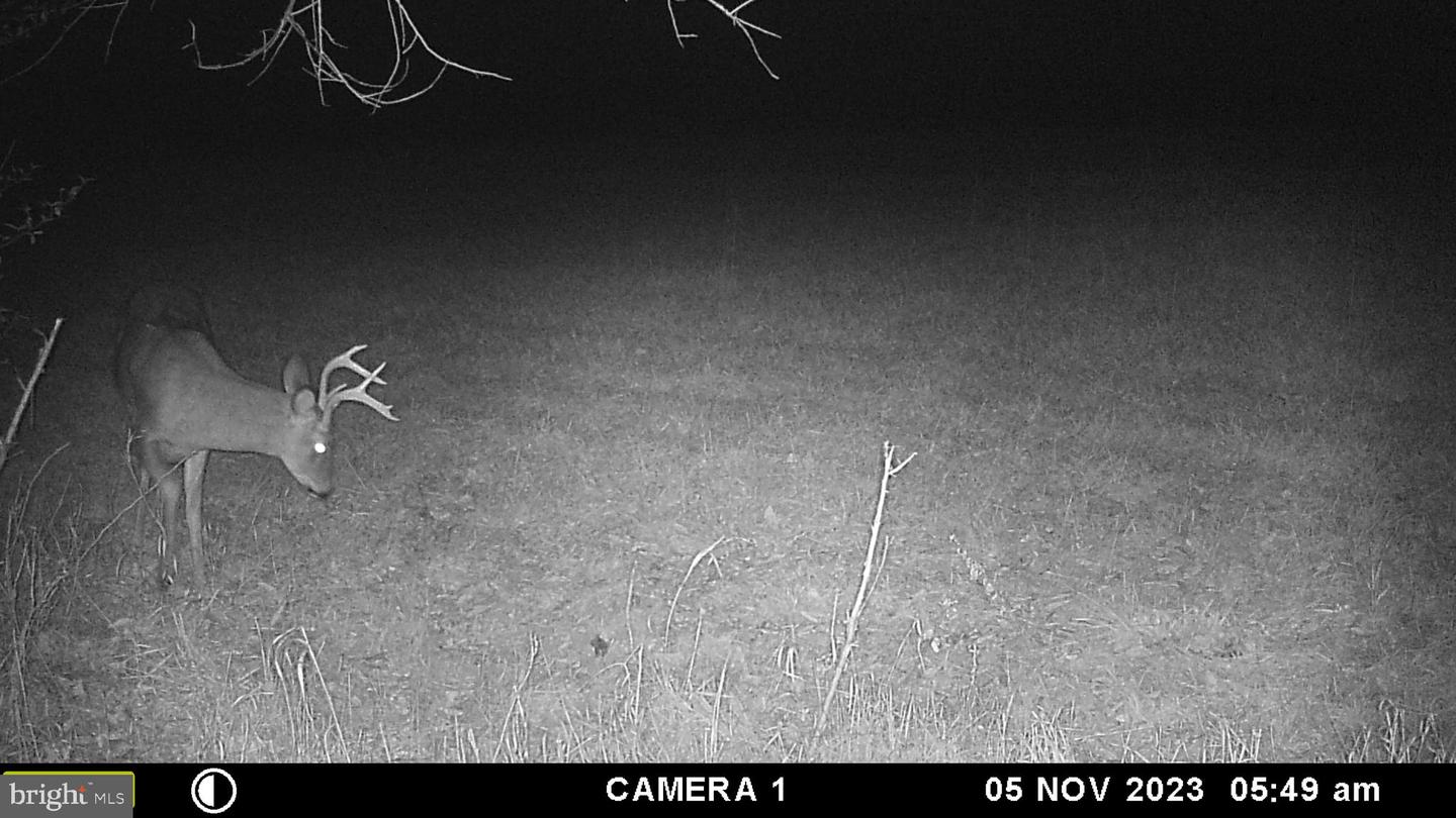 FROG HOLLOW RD, WINCHESTER, Virginia 22603, ,Farm,For Sale,FROG HOLLOW RD,VAFV2037502 MLS # VAFV2037502