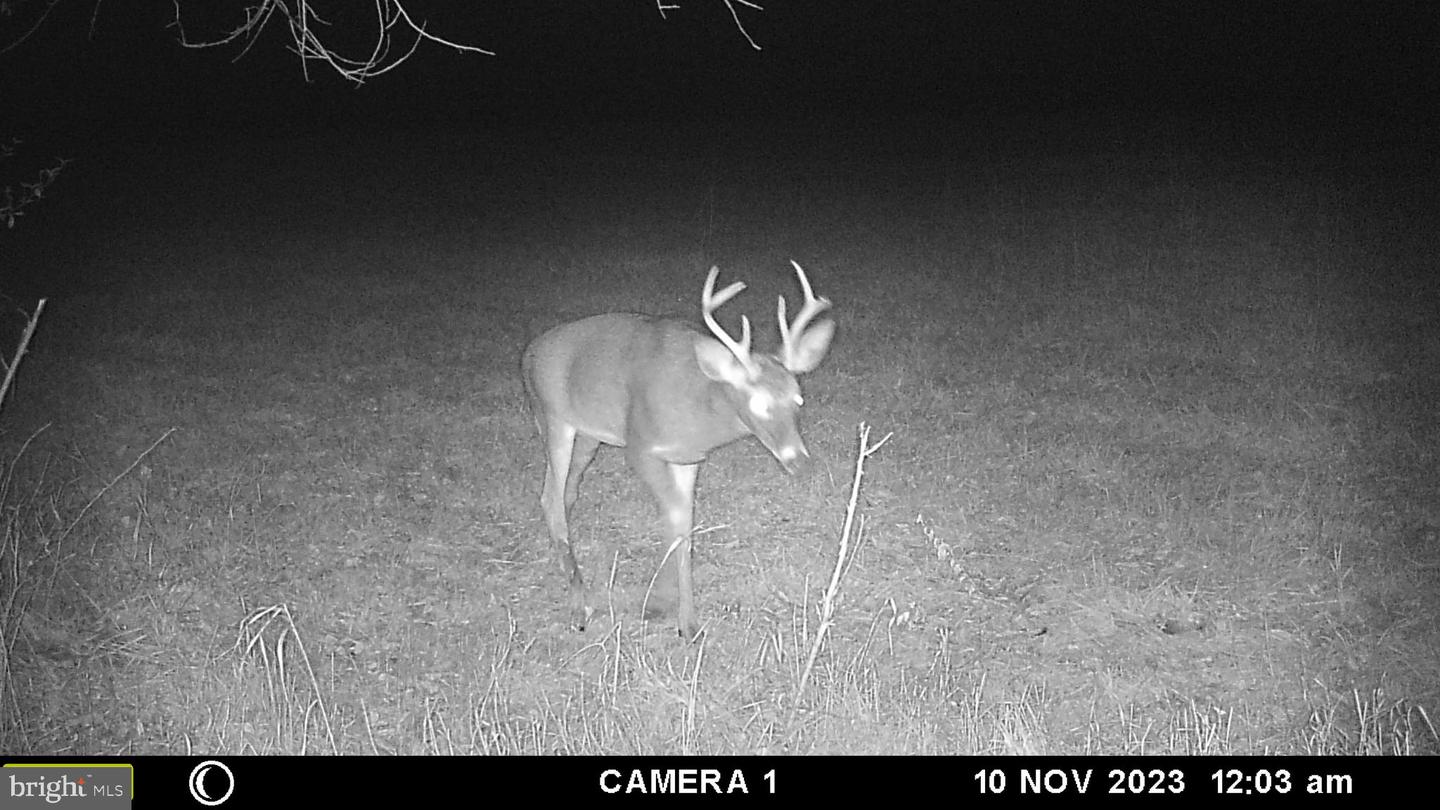 FROG HOLLOW RD, WINCHESTER, Virginia 22603, ,Farm,For Sale,FROG HOLLOW RD,VAFV2037502 MLS # VAFV2037502