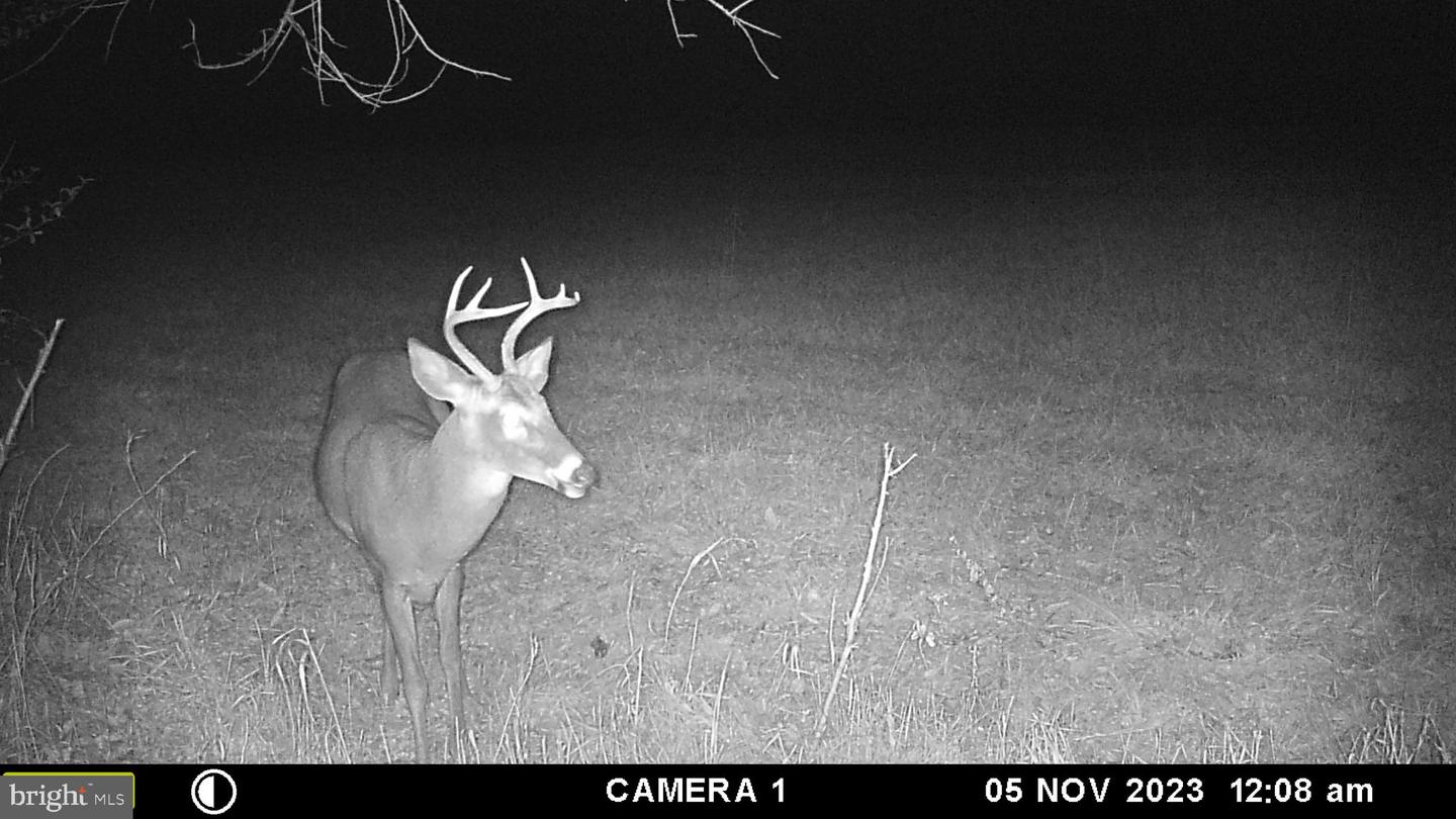 FROG HOLLOW RD, WINCHESTER, Virginia 22603, ,Farm,For Sale,FROG HOLLOW RD,VAFV2037502 MLS # VAFV2037502