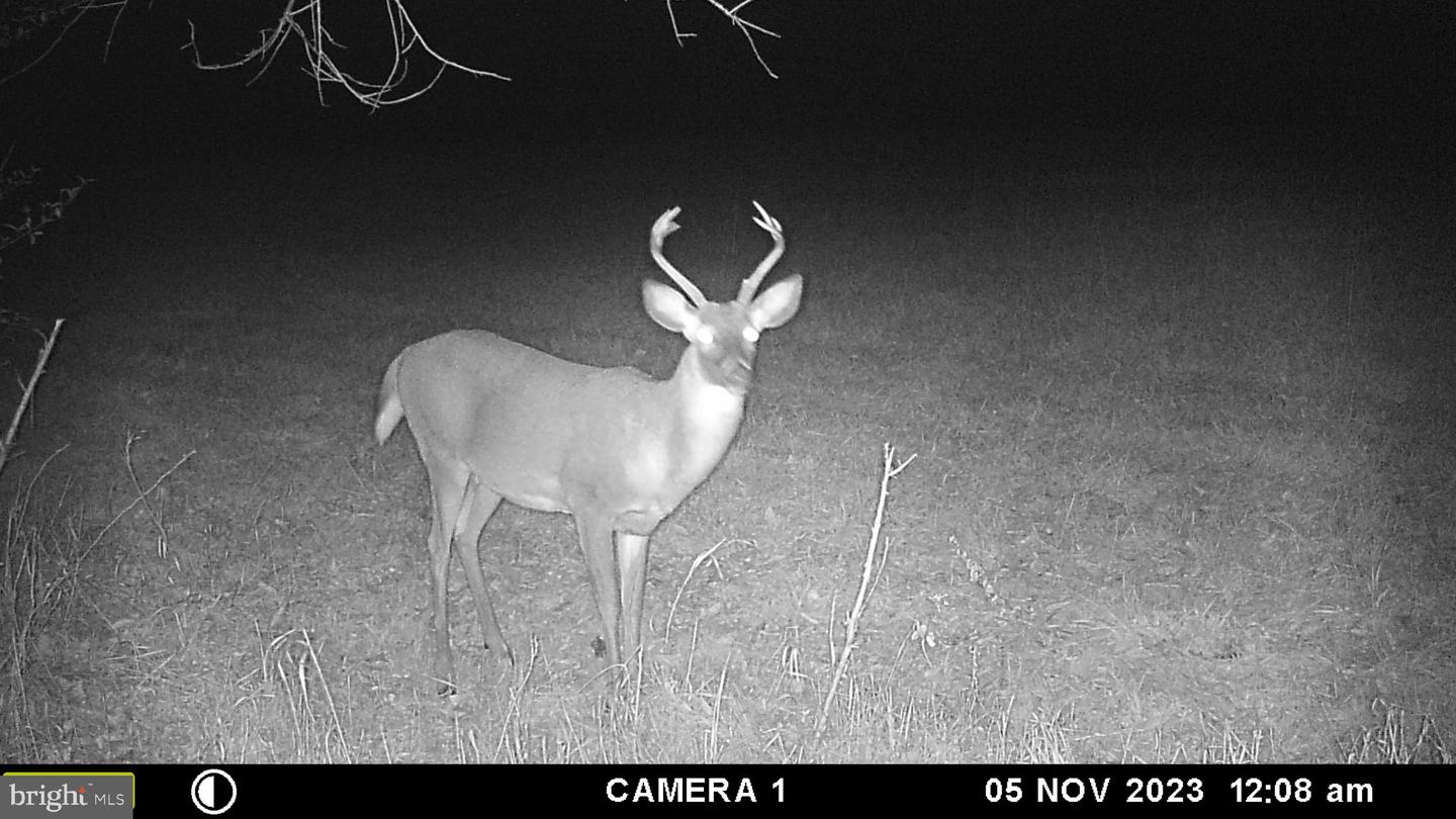 FROG HOLLOW RD, WINCHESTER, Virginia 22603, ,Farm,For Sale,FROG HOLLOW RD,VAFV2037502 MLS # VAFV2037502