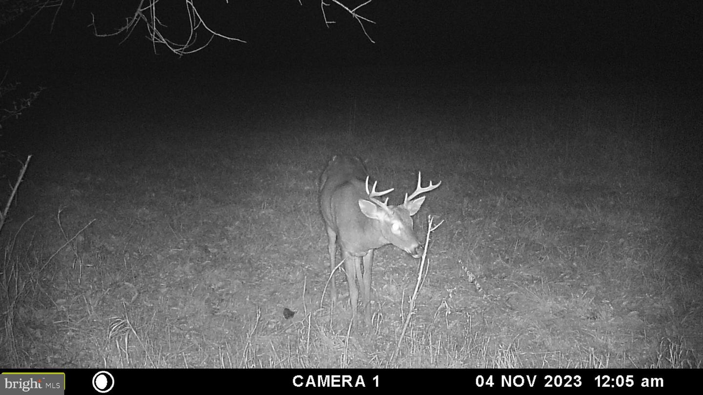 FROG HOLLOW RD, WINCHESTER, Virginia 22603, ,Farm,For Sale,FROG HOLLOW RD,VAFV2037502 MLS # VAFV2037502