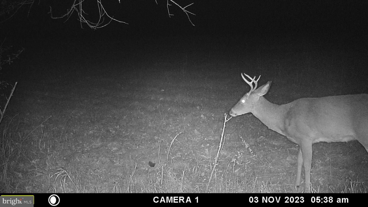 FROG HOLLOW RD, WINCHESTER, Virginia 22603, ,Farm,For Sale,FROG HOLLOW RD,VAFV2037502 MLS # VAFV2037502