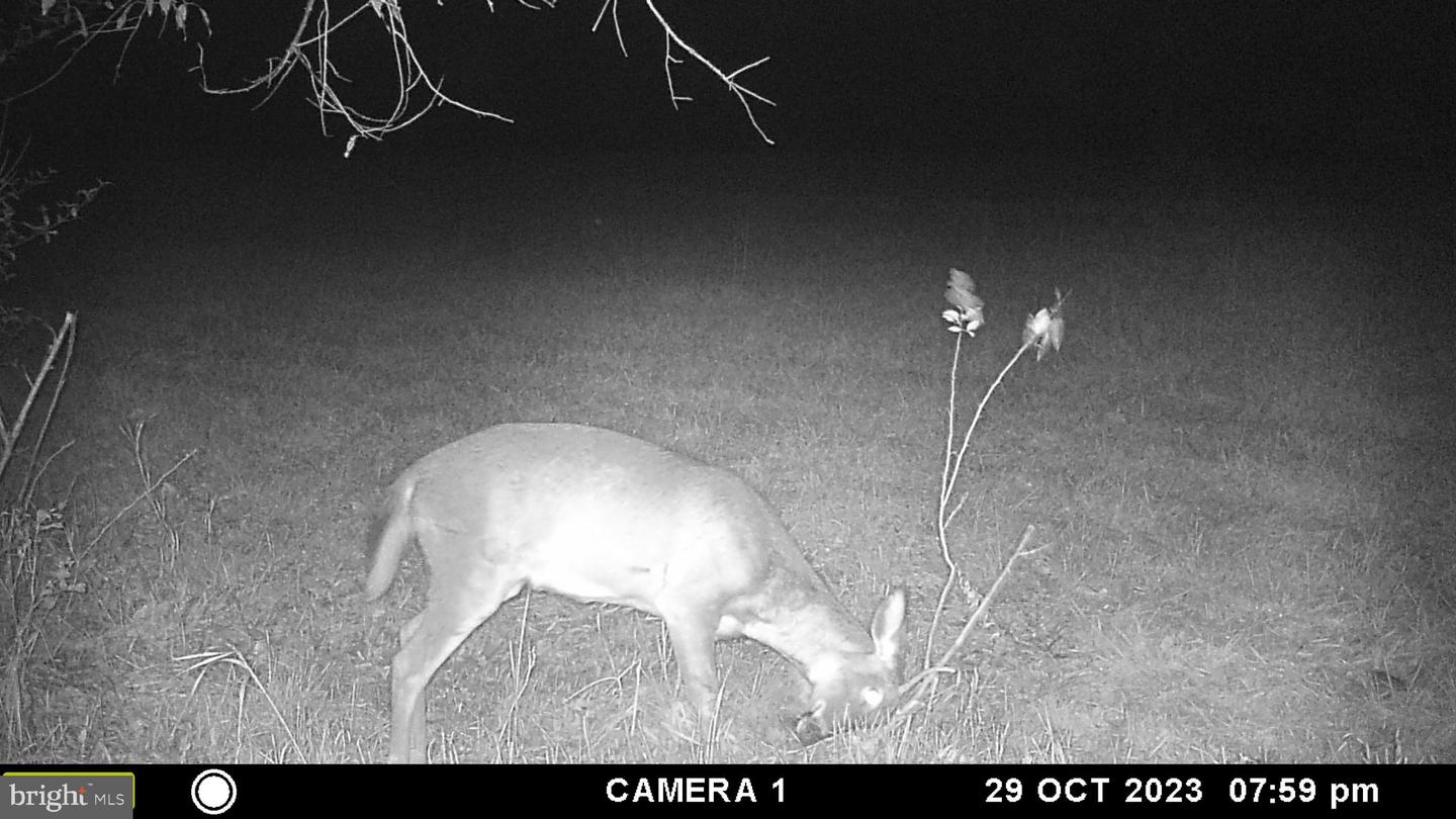 FROG HOLLOW RD, WINCHESTER, Virginia 22603, ,Farm,For Sale,FROG HOLLOW RD,VAFV2037502 MLS # VAFV2037502