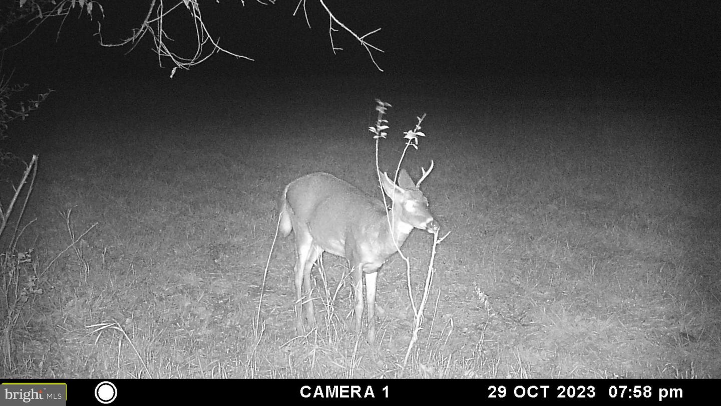 FROG HOLLOW RD, WINCHESTER, Virginia 22603, ,Farm,For Sale,FROG HOLLOW RD,VAFV2037502 MLS # VAFV2037502