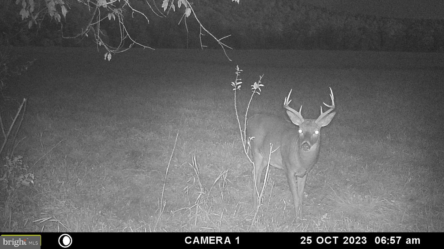 FROG HOLLOW RD, WINCHESTER, Virginia 22603, ,Farm,For Sale,FROG HOLLOW RD,VAFV2037502 MLS # VAFV2037502