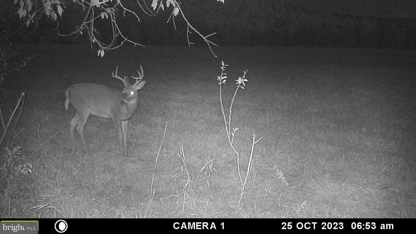 FROG HOLLOW RD, WINCHESTER, Virginia 22603, ,Farm,For Sale,FROG HOLLOW RD,VAFV2037502 MLS # VAFV2037502