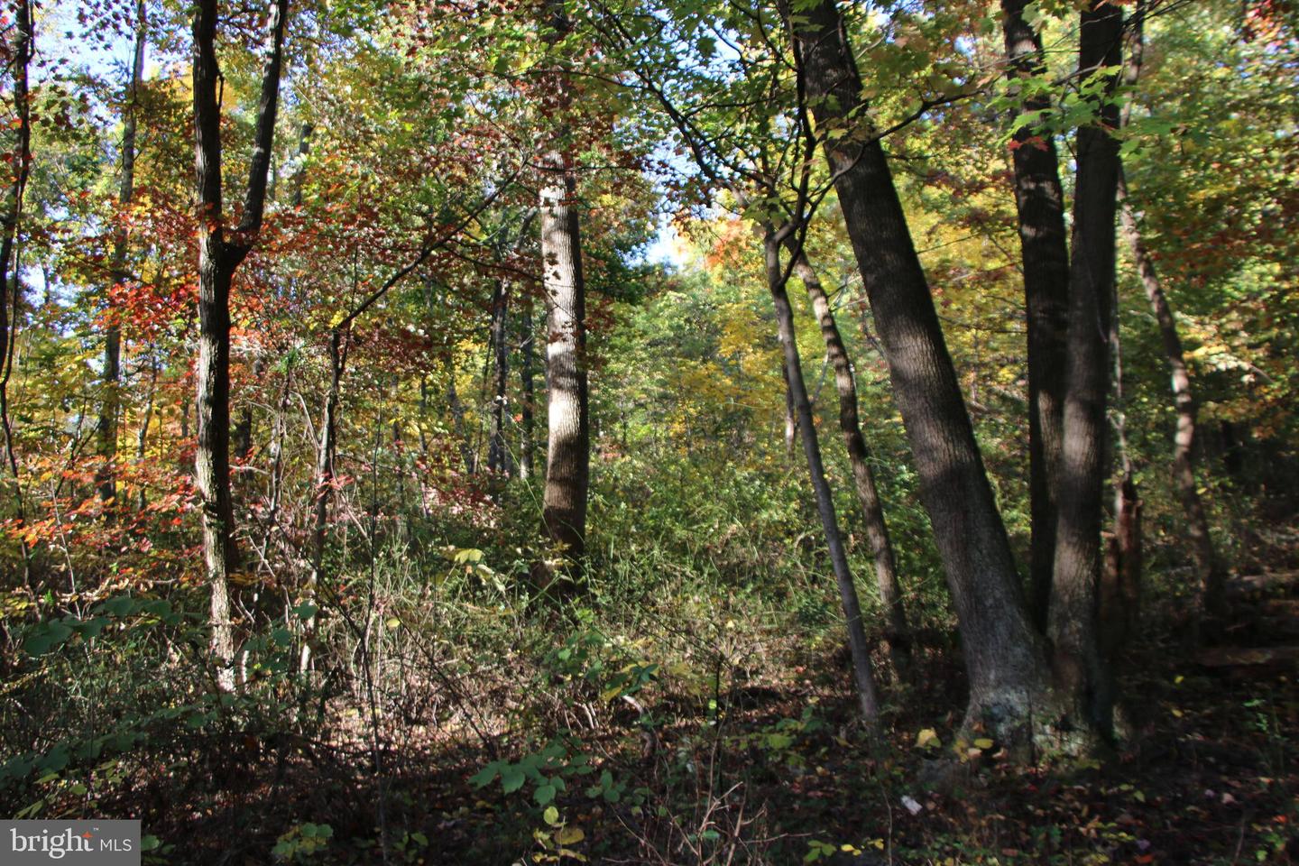 FROG HOLLOW RD, WINCHESTER, Virginia 22603, ,Farm,For Sale,FROG HOLLOW RD,VAFV2037502 MLS # VAFV2037502