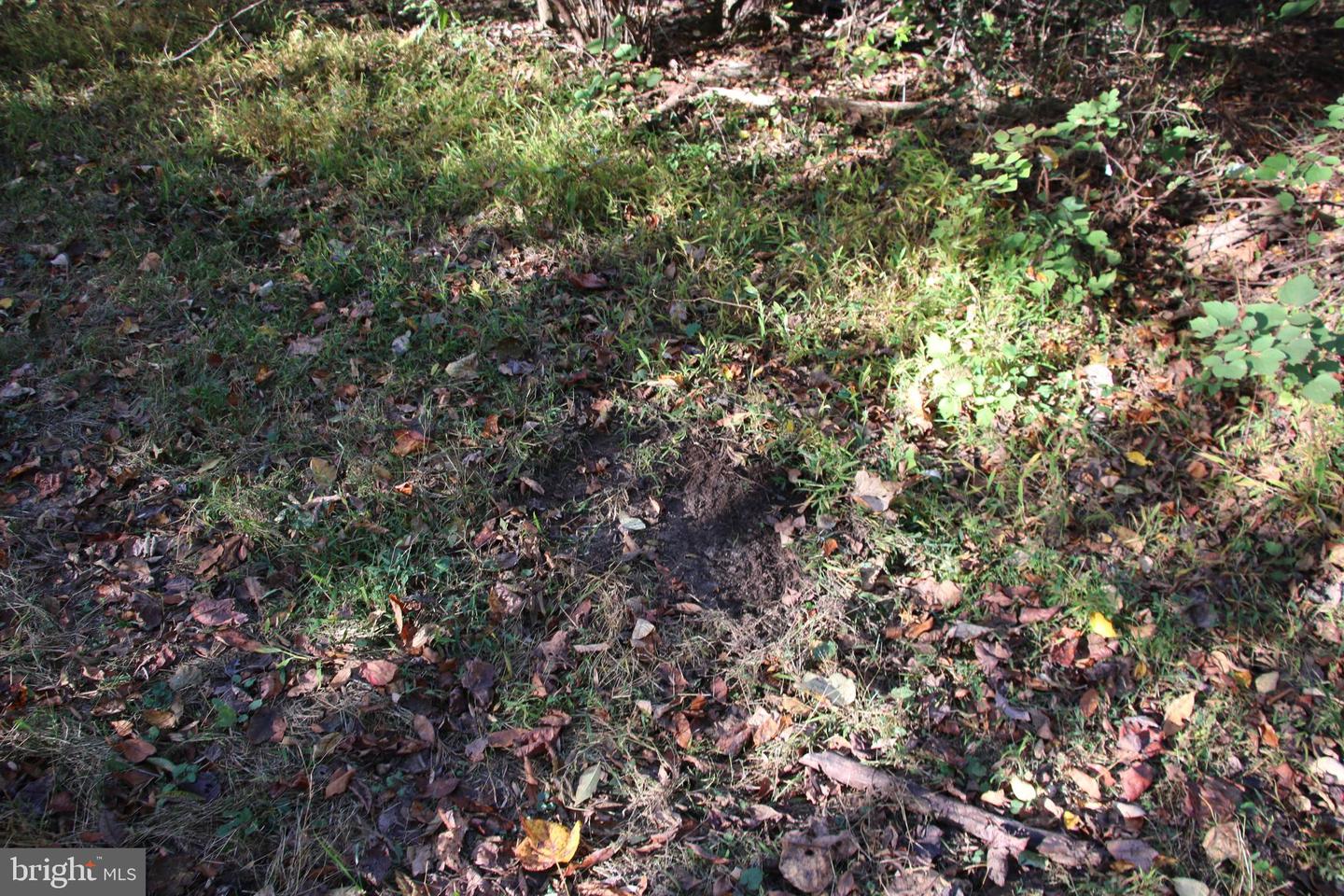 598 TUCKAHOE LN, WINCHESTER, Virginia 22602, ,Farm,For Sale,598 TUCKAHOE LN,VAFV2037258 MLS # VAFV2037258