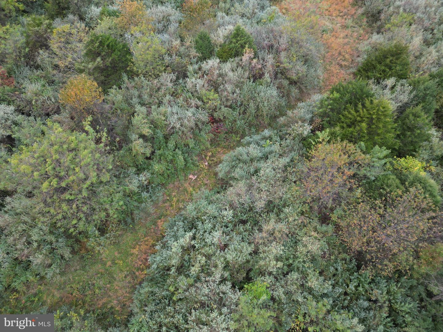 598 TUCKAHOE LN, WINCHESTER, Virginia 22602, ,Farm,For Sale,598 TUCKAHOE LN,VAFV2037258 MLS # VAFV2037258