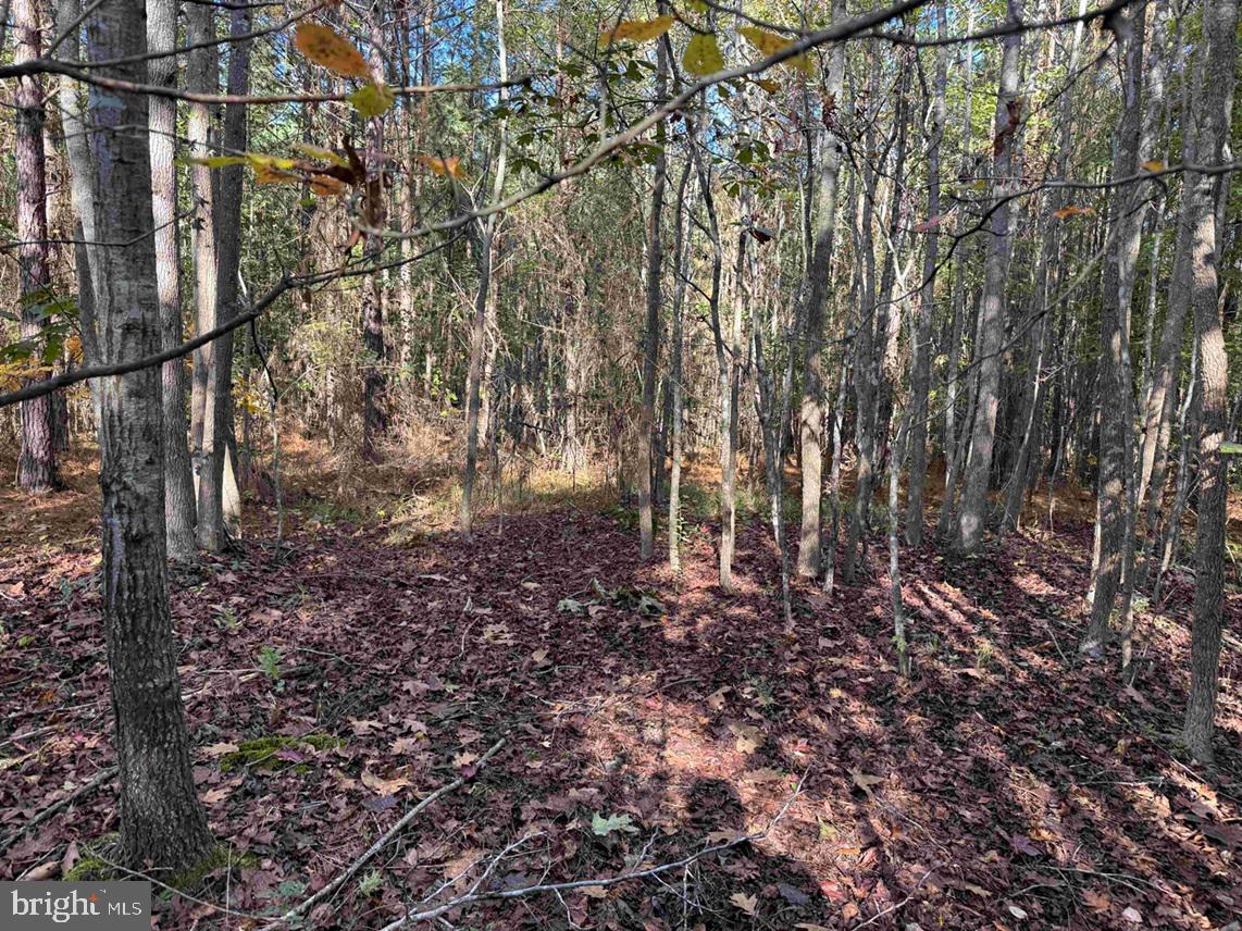 BOZE ROAD (TRACT: WHITE OAK BUTTERWOOD-1), DEWITT, Virginia 23840, ,Farm,For Sale,BOZE ROAD (TRACT: WHITE OAK BUTTERWOOD-1),VADW2000052 MLS # VADW2000052 BOZE ROAD (TRACT: WHITE OAK BUTTERWOOD-1), DEWITT, Virginia 23840, ,Farm,For Sale,BOZE ROAD (TRACT: WHITE OAK BUTTERWOOD-1),VADW2000052 MLS # VADW2000052