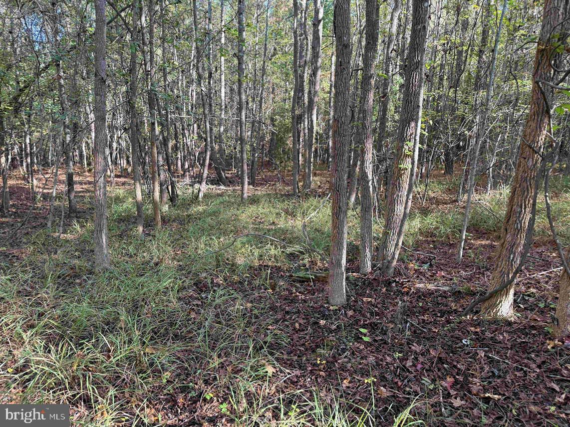 BOZE ROAD (TRACT: WHITE OAK BUTTERWOOD-1), DEWITT, Virginia 23840, ,Farm,For Sale,BOZE ROAD (TRACT: WHITE OAK BUTTERWOOD-1),VADW2000052 MLS # VADW2000052 BOZE ROAD (TRACT: WHITE OAK BUTTERWOOD-1), DEWITT, Virginia 23840, ,Farm,For Sale,BOZE ROAD (TRACT: WHITE OAK BUTTERWOOD-1),VADW2000052 MLS # VADW2000052