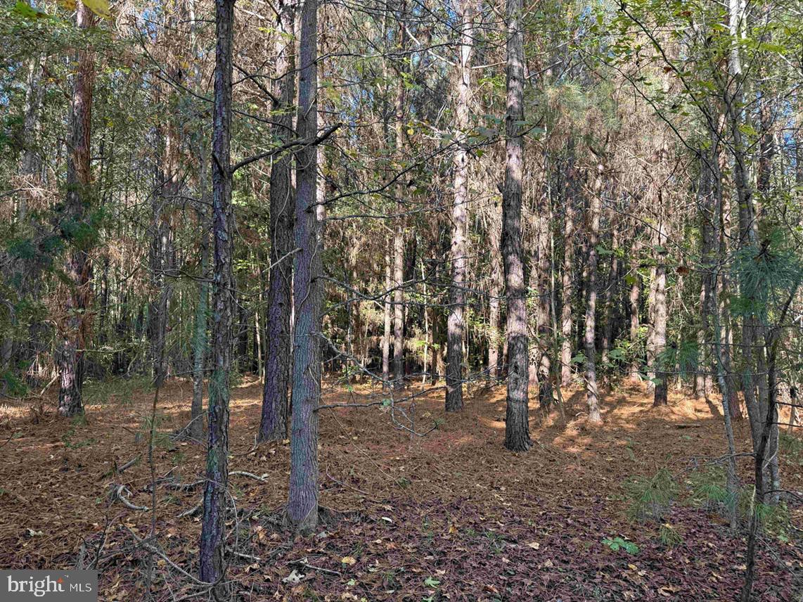 BOZE ROAD (TRACT: WHITE OAK BUTTERWOOD-1), DEWITT, Virginia 23840, ,Farm,For Sale,BOZE ROAD (TRACT: WHITE OAK BUTTERWOOD-1),VADW2000052 MLS # VADW2000052 BOZE ROAD (TRACT: WHITE OAK BUTTERWOOD-1), DEWITT, Virginia 23840, ,Farm,For Sale,BOZE ROAD (TRACT: WHITE OAK BUTTERWOOD-1),VADW2000052 MLS # VADW2000052