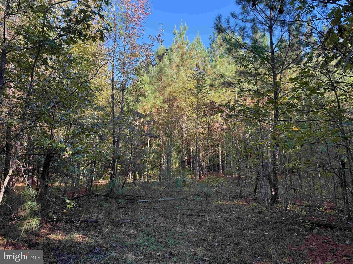 BOZE ROAD (TRACT: WHITE OAK BUTTERWOOD-1), DEWITT, Virginia 23840, ,Farm,For Sale,BOZE ROAD (TRACT: WHITE OAK BUTTERWOOD-1),VADW2000052 MLS # VADW2000052 BOZE ROAD (TRACT: WHITE OAK BUTTERWOOD-1), DEWITT, Virginia 23840, ,Farm,For Sale,BOZE ROAD (TRACT: WHITE OAK BUTTERWOOD-1),VADW2000052 MLS # VADW2000052