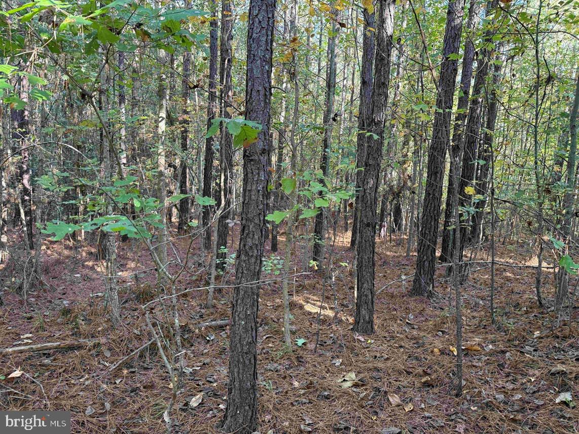 BOZE ROAD (TRACT: WHITE OAK BUTTERWOOD-1), DEWITT, Virginia 23840, ,Farm,For Sale,BOZE ROAD (TRACT: WHITE OAK BUTTERWOOD-1),VADW2000052 MLS # VADW2000052 BOZE ROAD (TRACT: WHITE OAK BUTTERWOOD-1), DEWITT, Virginia 23840, ,Farm,For Sale,BOZE ROAD (TRACT: WHITE OAK BUTTERWOOD-1),VADW2000052 MLS # VADW2000052