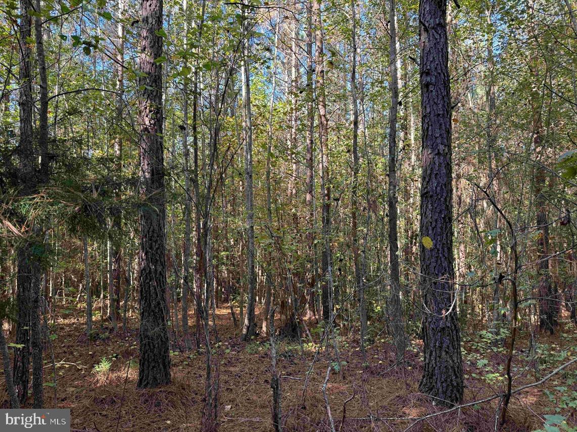 BOZE ROAD (TRACT: WHITE OAK BUTTERWOOD-1), DEWITT, Virginia 23840, ,Farm,For Sale,BOZE ROAD (TRACT: WHITE OAK BUTTERWOOD-1),VADW2000052 MLS # VADW2000052 BOZE ROAD (TRACT: WHITE OAK BUTTERWOOD-1), DEWITT, Virginia 23840, ,Farm,For Sale,BOZE ROAD (TRACT: WHITE OAK BUTTERWOOD-1),VADW2000052 MLS # VADW2000052