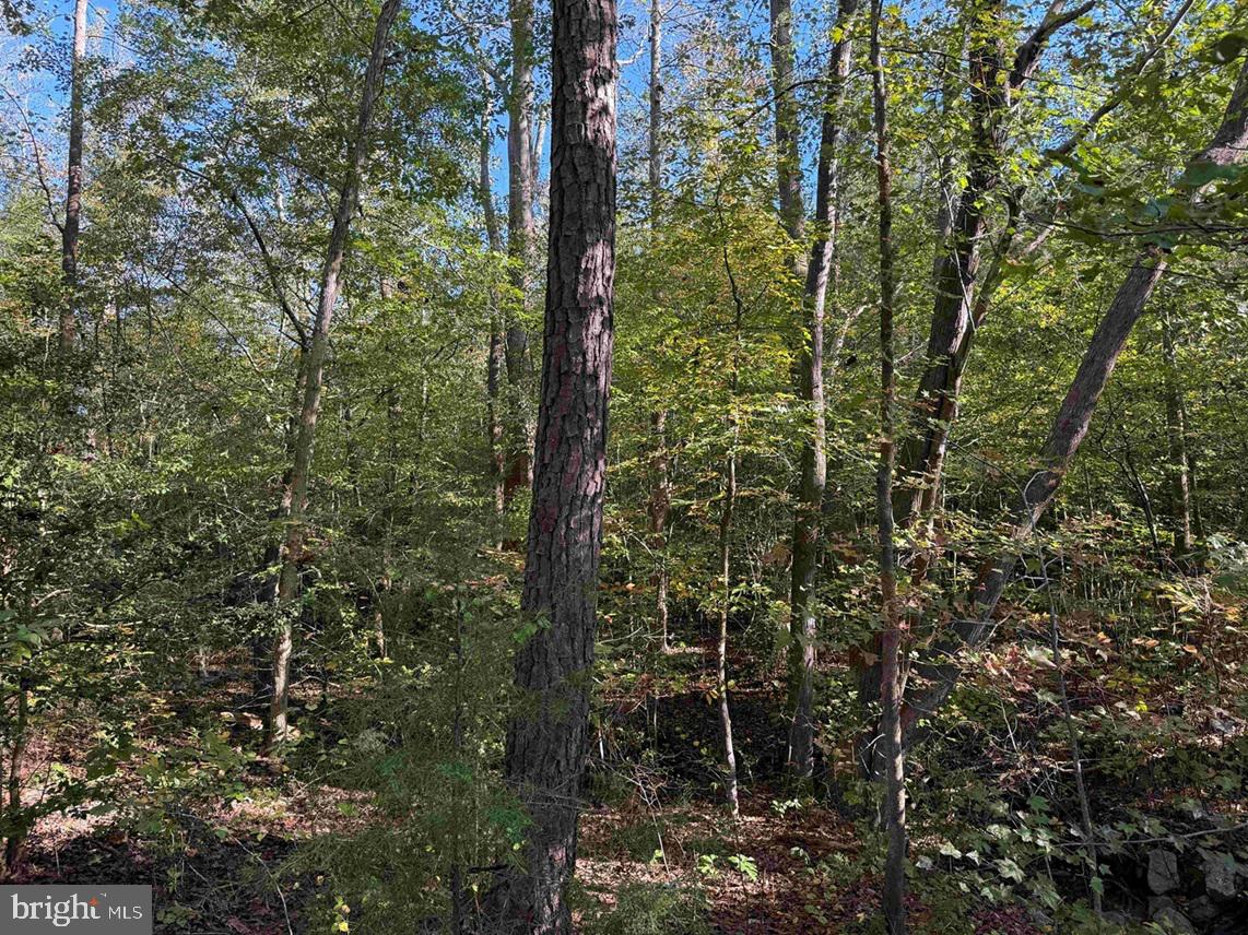 BOZE ROAD (TRACT: WHITE OAK BUTTERWOOD-1), DEWITT, Virginia 23840, ,Farm,For Sale,BOZE ROAD (TRACT: WHITE OAK BUTTERWOOD-1),VADW2000052 MLS # VADW2000052 BOZE ROAD (TRACT: WHITE OAK BUTTERWOOD-1), DEWITT, Virginia 23840, ,Farm,For Sale,BOZE ROAD (TRACT: WHITE OAK BUTTERWOOD-1),VADW2000052 MLS # VADW2000052