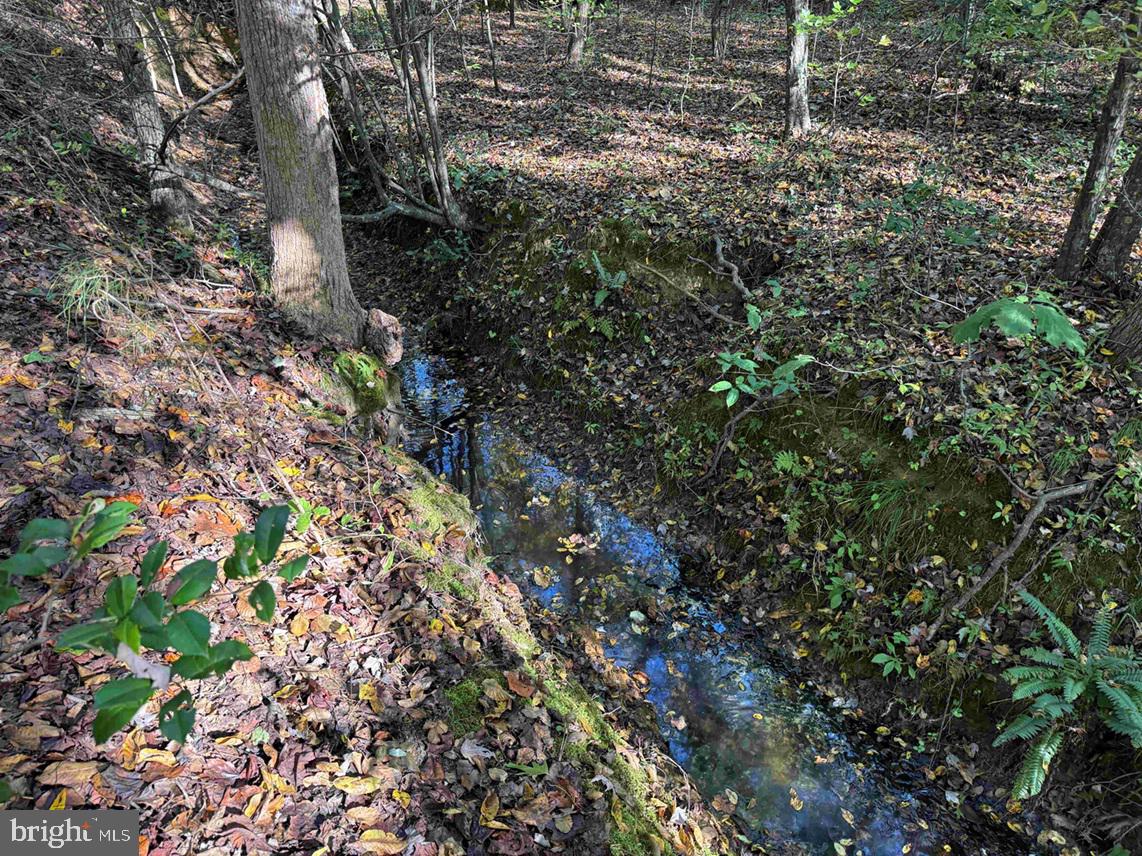 BOZE ROAD (TRACT: WHITE OAK BUTTERWOOD-1), DEWITT, Virginia 23840, ,Farm,For Sale,BOZE ROAD (TRACT: WHITE OAK BUTTERWOOD-1),VADW2000052 MLS # VADW2000052 BOZE ROAD (TRACT: WHITE OAK BUTTERWOOD-1), DEWITT, Virginia 23840, ,Farm,For Sale,BOZE ROAD (TRACT: WHITE OAK BUTTERWOOD-1),VADW2000052 MLS # VADW2000052