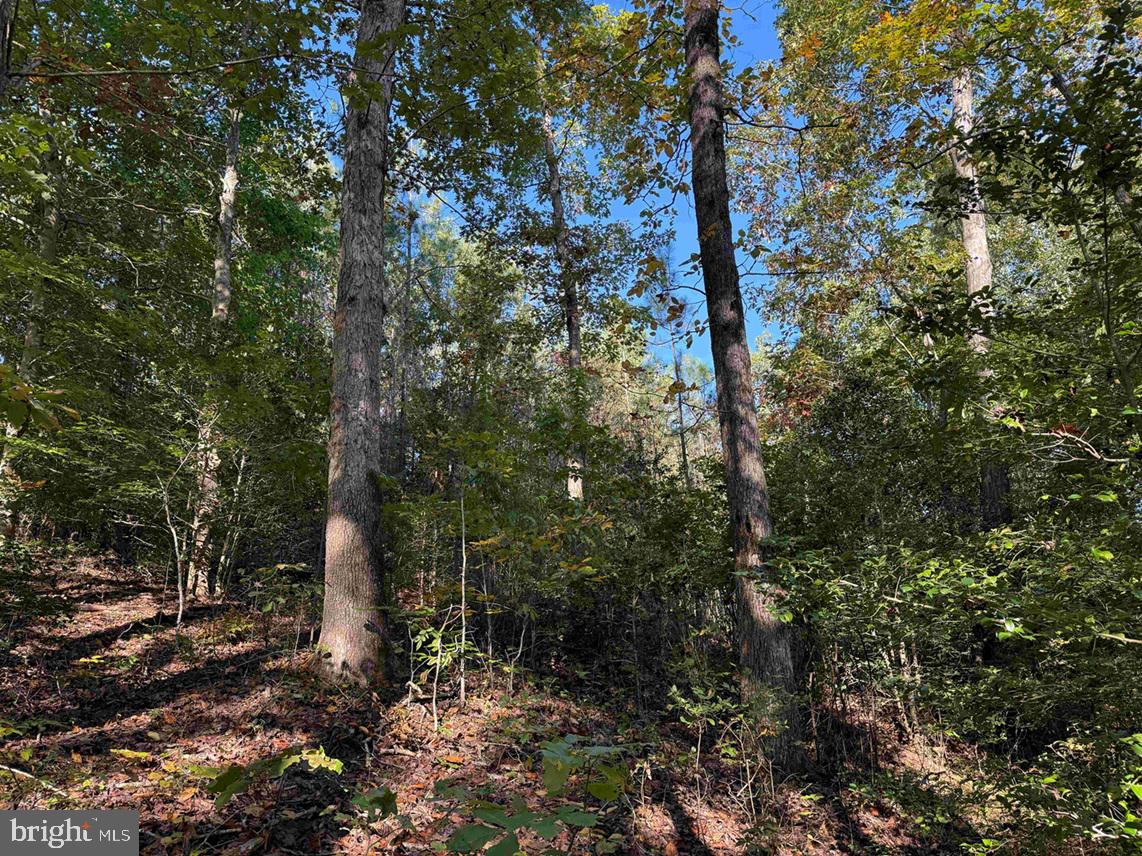 BOZE ROAD (TRACT: WHITE OAK BUTTERWOOD-1), DEWITT, Virginia 23840, ,Farm,For Sale,BOZE ROAD (TRACT: WHITE OAK BUTTERWOOD-1),VADW2000052 MLS # VADW2000052 BOZE ROAD (TRACT: WHITE OAK BUTTERWOOD-1), DEWITT, Virginia 23840, ,Farm,For Sale,BOZE ROAD (TRACT: WHITE OAK BUTTERWOOD-1),VADW2000052 MLS # VADW2000052