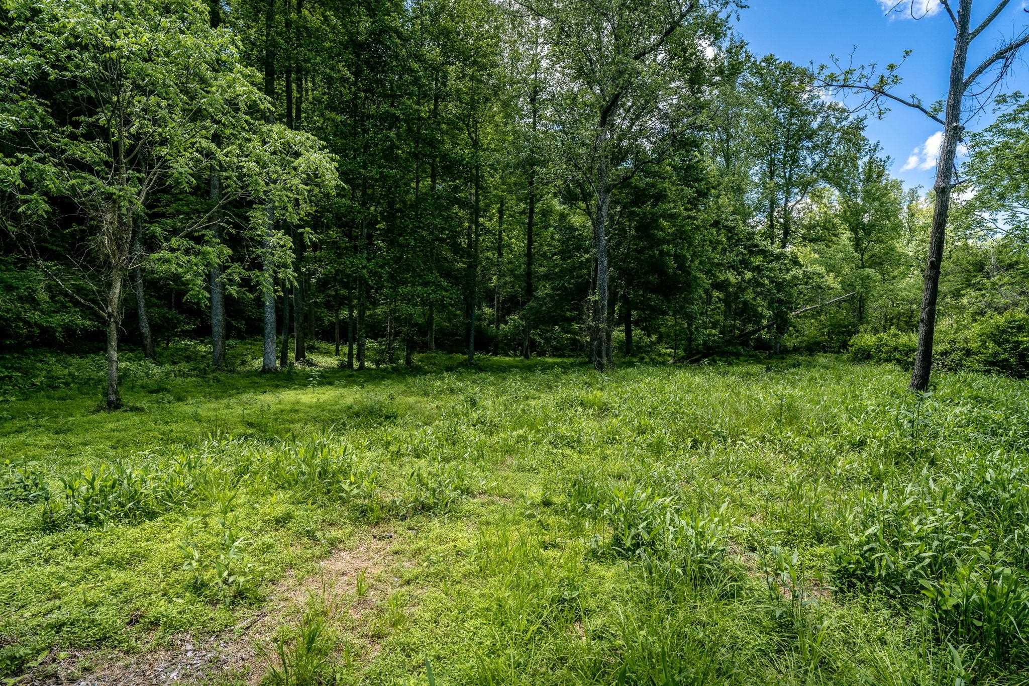 Lot 4 GREEN CREEK RD, SCHUYLER, Virginia 22969, ,Farm,14,Lot 4 GREEN CREEK RD,670317 MLS # 670317 Lot 4 GREEN CREEK RD, SCHUYLER, Virginia 22969, ,Farm,14,Lot 4 GREEN CREEK RD,670317 MLS # 670317