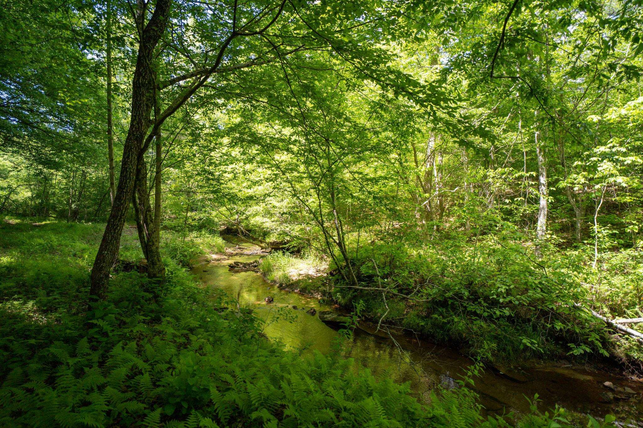 Lot 4 GREEN CREEK RD, SCHUYLER, Virginia 22969, ,Farm,14,Lot 4 GREEN CREEK RD,670317 MLS # 670317 Lot 4 GREEN CREEK RD, SCHUYLER, Virginia 22969, ,Farm,14,Lot 4 GREEN CREEK RD,670317 MLS # 670317