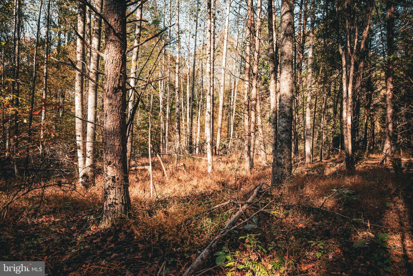 14603 COX MILL RD, GORDONSVILLE, Virginia 22942, ,Farm,For Sale,14603 COX MILL RD,VAOR2012628 MLS # VAOR2012628 14603 COX MILL RD, GORDONSVILLE, Virginia 22942, ,Farm,For Sale,14603 COX MILL RD,VAOR2012628 MLS # VAOR2012628