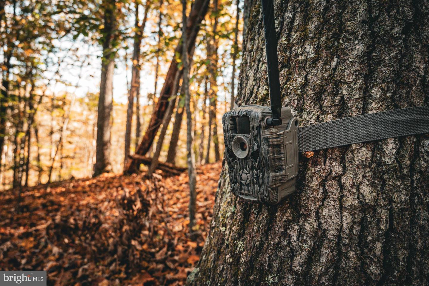 14603 COX MILL RD, GORDONSVILLE, Virginia 22942, ,Farm,For Sale,14603 COX MILL RD,VAOR2012628 MLS # VAOR2012628 14603 COX MILL RD, GORDONSVILLE, Virginia 22942, ,Farm,For Sale,14603 COX MILL RD,VAOR2012628 MLS # VAOR2012628