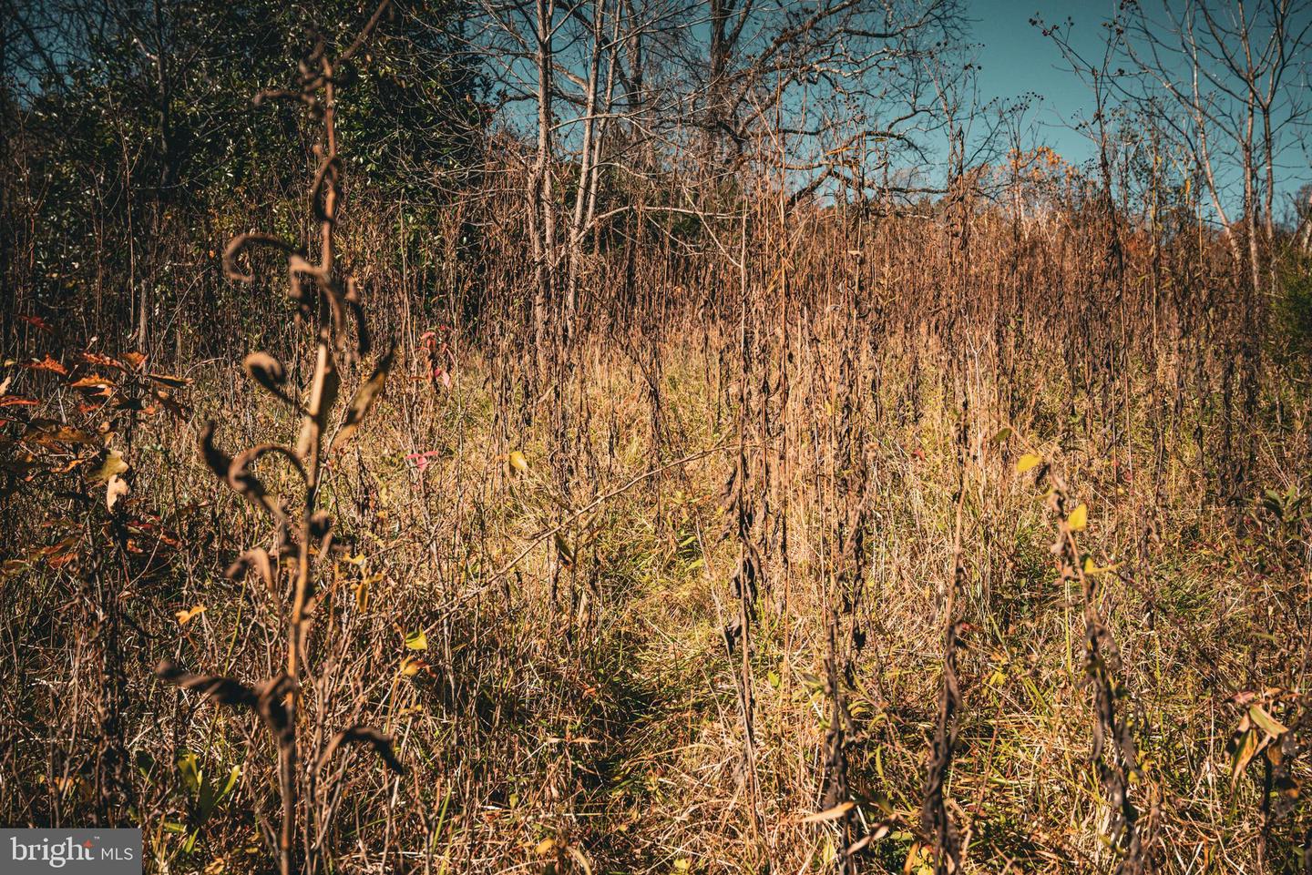 14603 COX MILL RD, GORDONSVILLE, Virginia 22942, ,Farm,For Sale,14603 COX MILL RD,VAOR2012628 MLS # VAOR2012628 14603 COX MILL RD, GORDONSVILLE, Virginia 22942, ,Farm,For Sale,14603 COX MILL RD,VAOR2012628 MLS # VAOR2012628