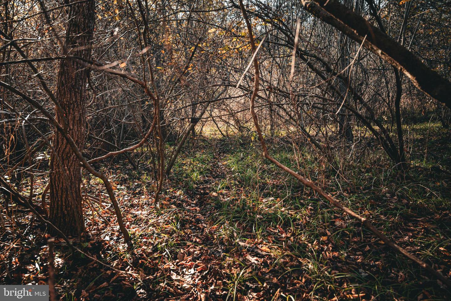 14603 COX MILL RD, GORDONSVILLE, Virginia 22942, ,Farm,For Sale,14603 COX MILL RD,VAOR2012628 MLS # VAOR2012628 14603 COX MILL RD, GORDONSVILLE, Virginia 22942, ,Farm,For Sale,14603 COX MILL RD,VAOR2012628 MLS # VAOR2012628