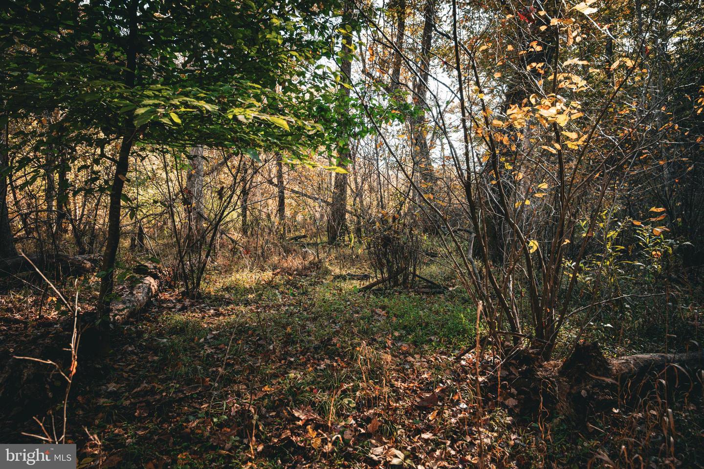 14603 COX MILL RD, GORDONSVILLE, Virginia 22942, ,Farm,For Sale,14603 COX MILL RD,VAOR2012628 MLS # VAOR2012628 14603 COX MILL RD, GORDONSVILLE, Virginia 22942, ,Farm,For Sale,14603 COX MILL RD,VAOR2012628 MLS # VAOR2012628