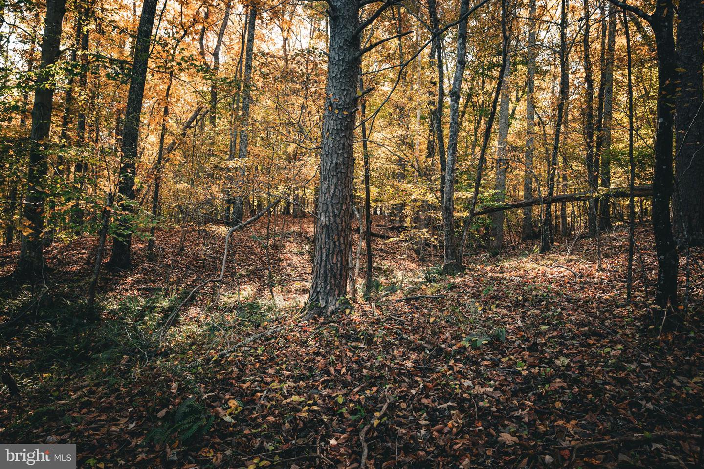 14603 COX MILL RD, GORDONSVILLE, Virginia 22942, ,Farm,For Sale,14603 COX MILL RD,VAOR2012628 MLS # VAOR2012628 14603 COX MILL RD, GORDONSVILLE, Virginia 22942, ,Farm,For Sale,14603 COX MILL RD,VAOR2012628 MLS # VAOR2012628