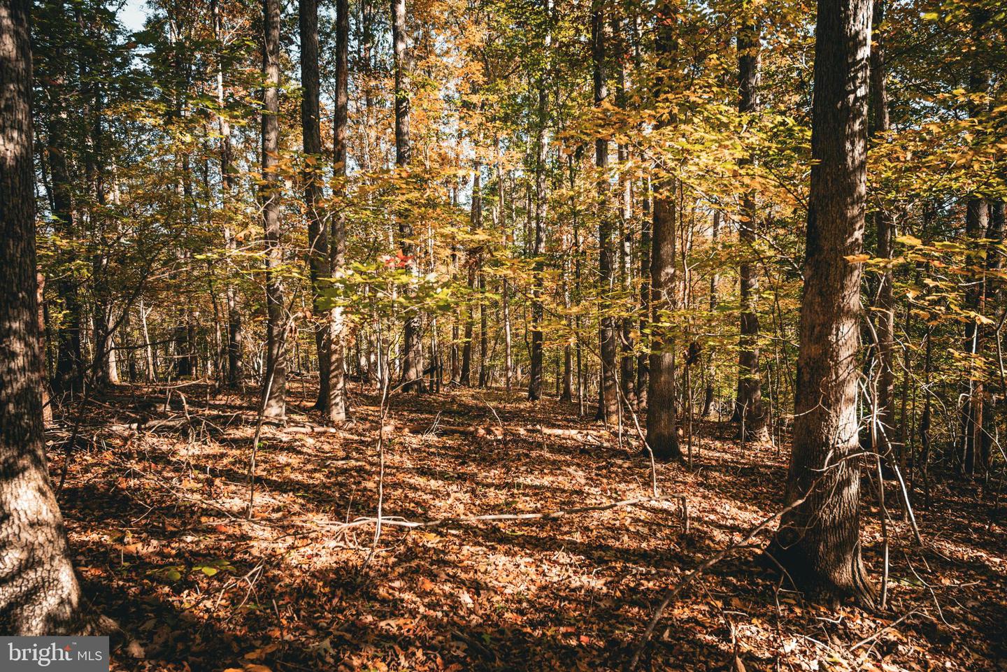 14603 COX MILL RD, GORDONSVILLE, Virginia 22942, ,Farm,For Sale,14603 COX MILL RD,VAOR2012628 MLS # VAOR2012628 14603 COX MILL RD, GORDONSVILLE, Virginia 22942, ,Farm,For Sale,14603 COX MILL RD,VAOR2012628 MLS # VAOR2012628