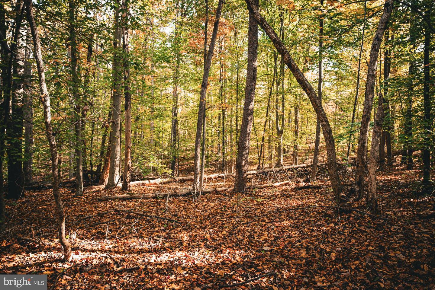 14603 COX MILL RD, GORDONSVILLE, Virginia 22942, ,Farm,For Sale,14603 COX MILL RD,VAOR2012628 MLS # VAOR2012628 14603 COX MILL RD, GORDONSVILLE, Virginia 22942, ,Farm,For Sale,14603 COX MILL RD,VAOR2012628 MLS # VAOR2012628