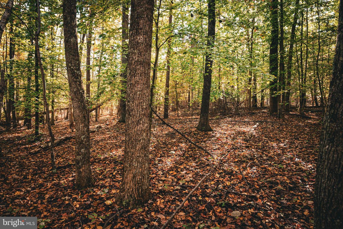 14603 COX MILL RD, GORDONSVILLE, Virginia 22942, ,Farm,For Sale,14603 COX MILL RD,VAOR2012628 MLS # VAOR2012628 14603 COX MILL RD, GORDONSVILLE, Virginia 22942, ,Farm,For Sale,14603 COX MILL RD,VAOR2012628 MLS # VAOR2012628