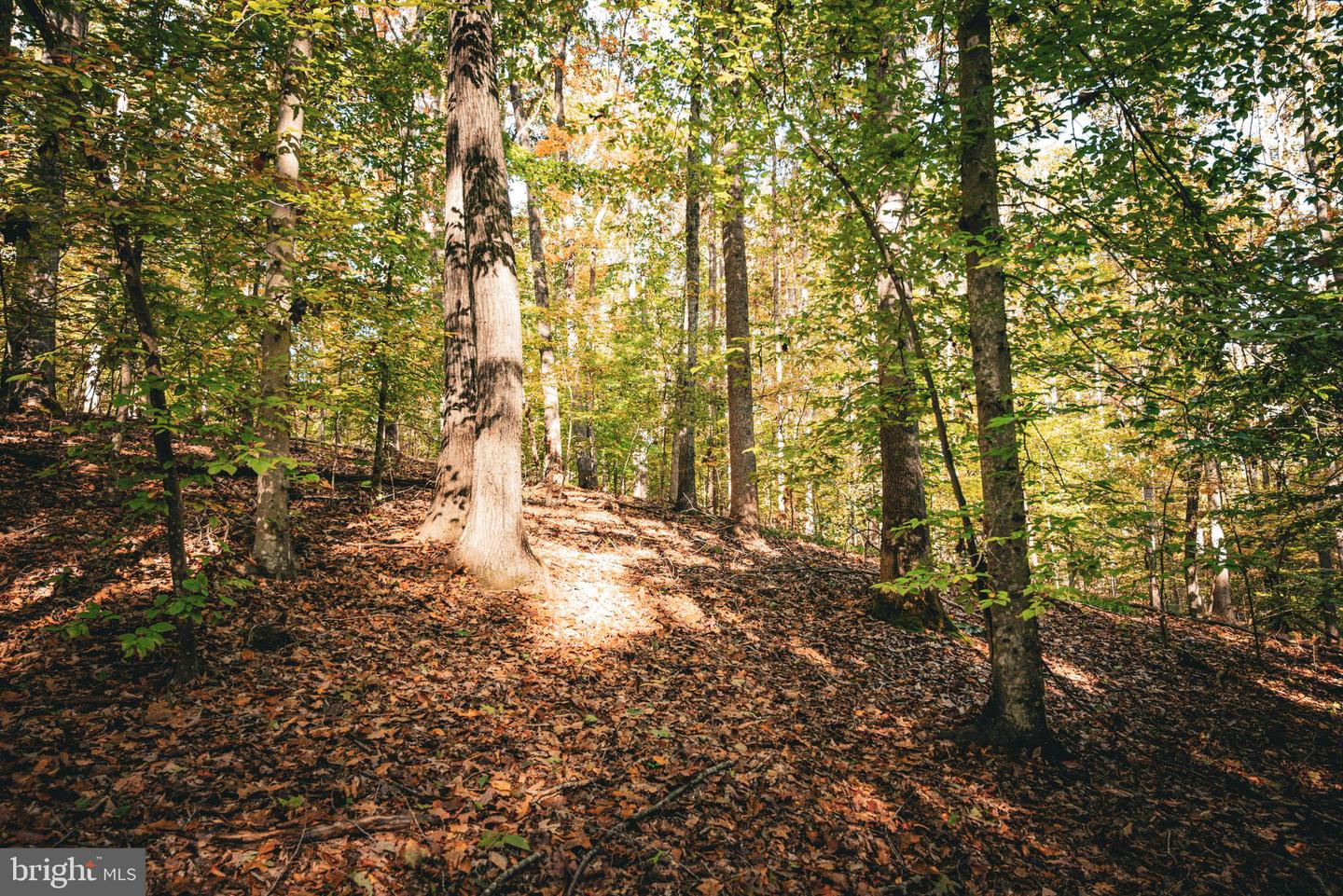 14603 COX MILL RD, GORDONSVILLE, Virginia 22942, ,Farm,For Sale,14603 COX MILL RD,VAOR2012628 MLS # VAOR2012628 14603 COX MILL RD, GORDONSVILLE, Virginia 22942, ,Farm,For Sale,14603 COX MILL RD,VAOR2012628 MLS # VAOR2012628