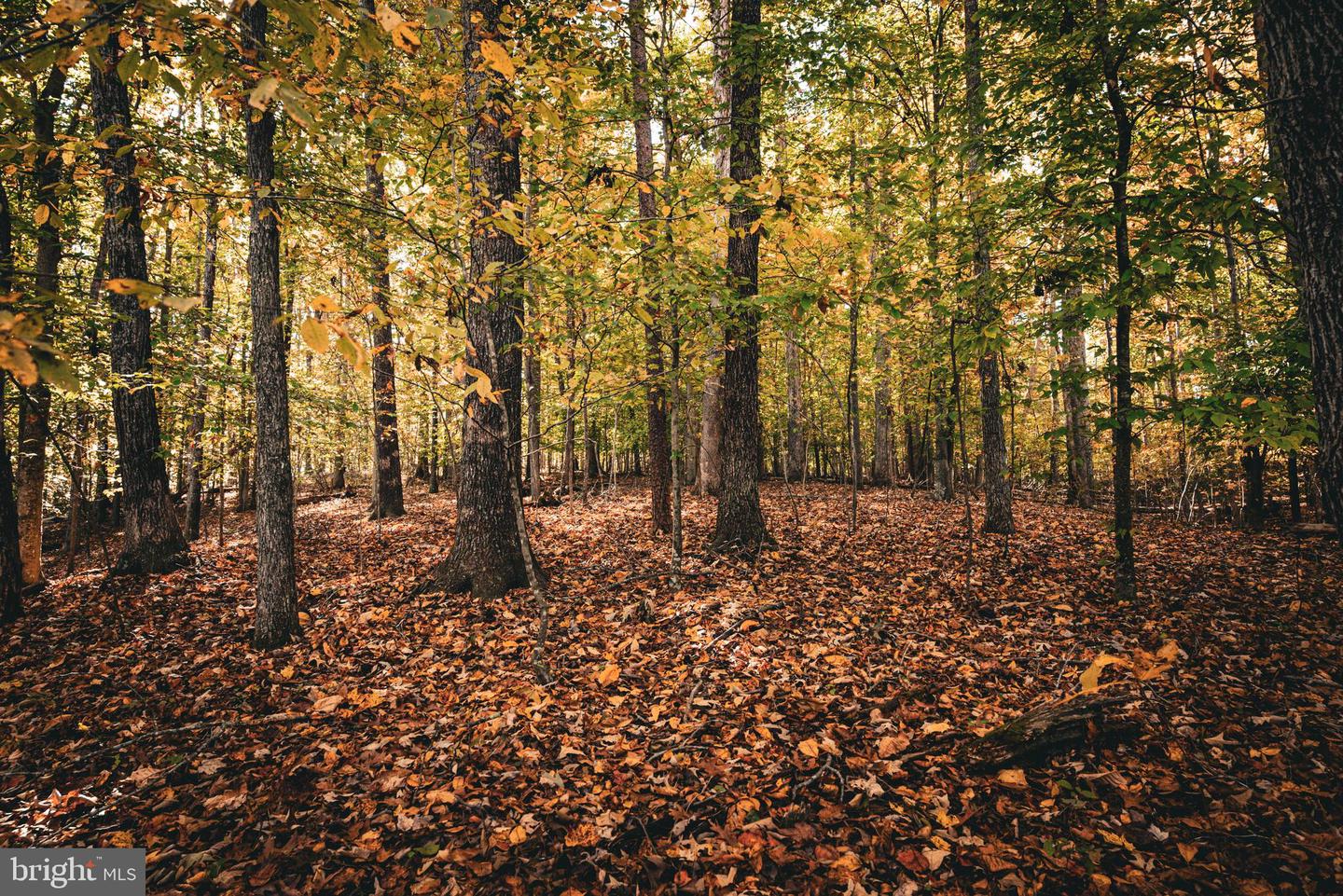 14603 COX MILL RD, GORDONSVILLE, Virginia 22942, ,Farm,For Sale,14603 COX MILL RD,VAOR2012628 MLS # VAOR2012628 14603 COX MILL RD, GORDONSVILLE, Virginia 22942, ,Farm,For Sale,14603 COX MILL RD,VAOR2012628 MLS # VAOR2012628