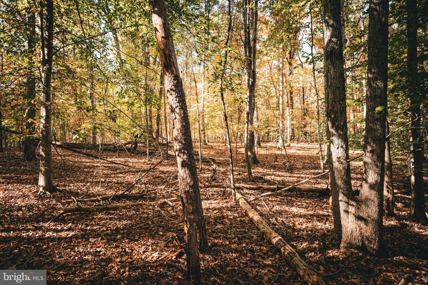 14603 COX MILL RD, GORDONSVILLE, Virginia 22942, ,Farm,For Sale,14603 COX MILL RD,VAOR2012628 MLS # VAOR2012628 14603 COX MILL RD, GORDONSVILLE, Virginia 22942, ,Farm,For Sale,14603 COX MILL RD,VAOR2012628 MLS # VAOR2012628