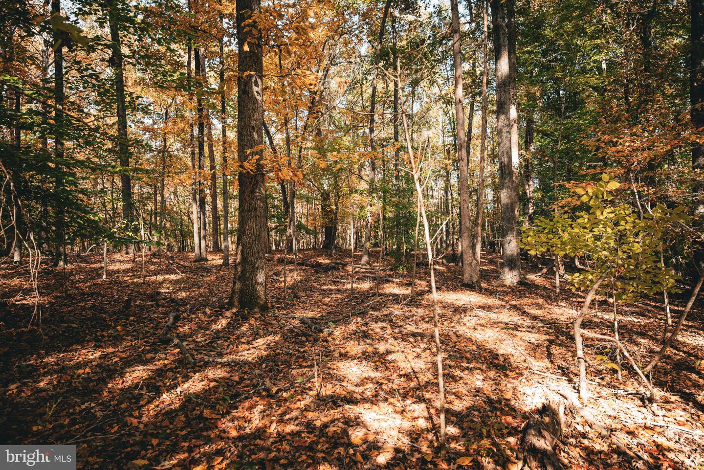 14603 COX MILL RD, GORDONSVILLE, Virginia 22942, ,Farm,For Sale,14603 COX MILL RD,VAOR2012628 MLS # VAOR2012628 14603 COX MILL RD, GORDONSVILLE, Virginia 22942, ,Farm,For Sale,14603 COX MILL RD,VAOR2012628 MLS # VAOR2012628