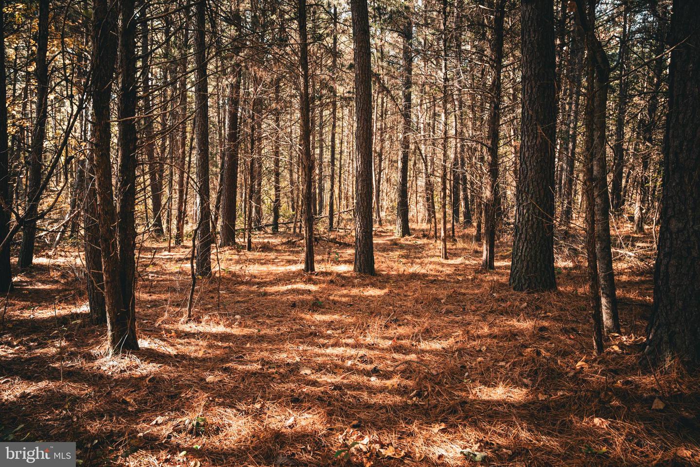 14603 COX MILL RD, GORDONSVILLE, Virginia 22942, ,Farm,For Sale,14603 COX MILL RD,VAOR2012628 MLS # VAOR2012628 14603 COX MILL RD, GORDONSVILLE, Virginia 22942, ,Farm,For Sale,14603 COX MILL RD,VAOR2012628 MLS # VAOR2012628