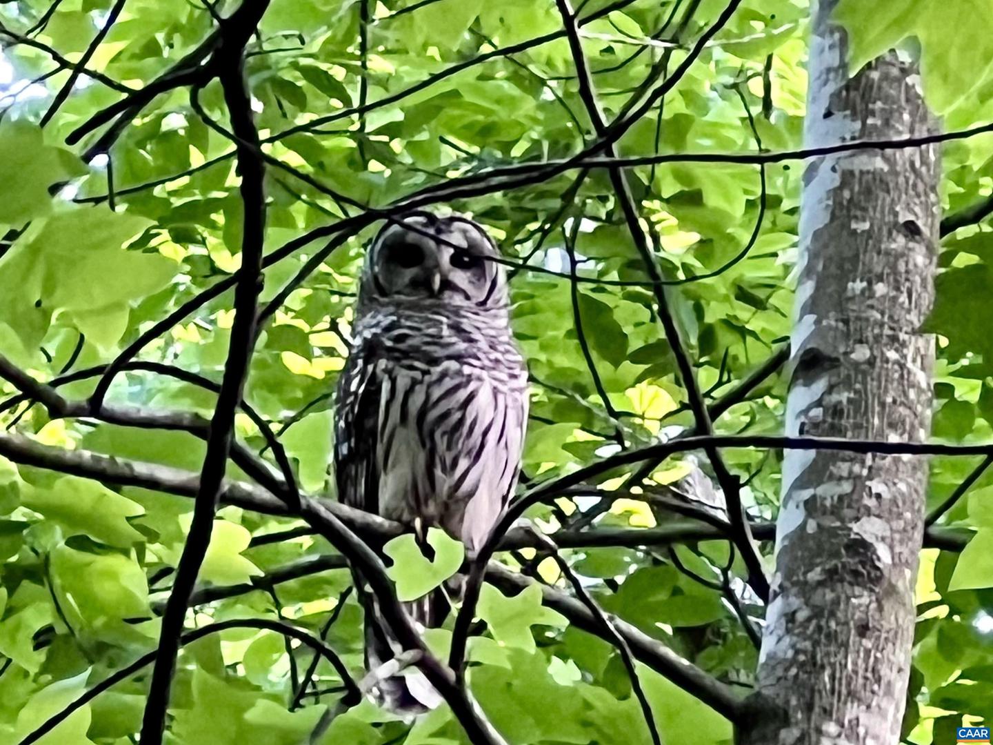 2236 CRAIGS STORE RD, AFTON, Virginia 22920, 4 Bedrooms Bedrooms, ,4 BathroomsBathrooms,Residential,For Sale,2236 CRAIGS STORE RD,670479 MLS # 670479 2236 CRAIGS STORE RD, AFTON, Virginia 22920, 4 Bedrooms Bedrooms, ,4 BathroomsBathrooms,Residential,For Sale,2236 CRAIGS STORE RD,670479 MLS # 670479