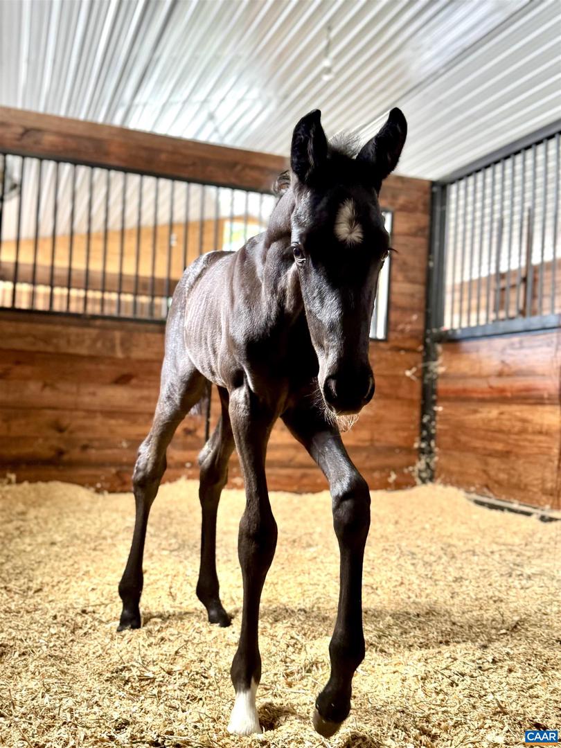 2236 CRAIGS STORE RD, AFTON, Virginia 22920, 4 Bedrooms Bedrooms, ,4 BathroomsBathrooms,Residential,For Sale,2236 CRAIGS STORE RD,670479 MLS # 670479 2236 CRAIGS STORE RD, AFTON, Virginia 22920, 4 Bedrooms Bedrooms, ,4 BathroomsBathrooms,Residential,For Sale,2236 CRAIGS STORE RD,670479 MLS # 670479