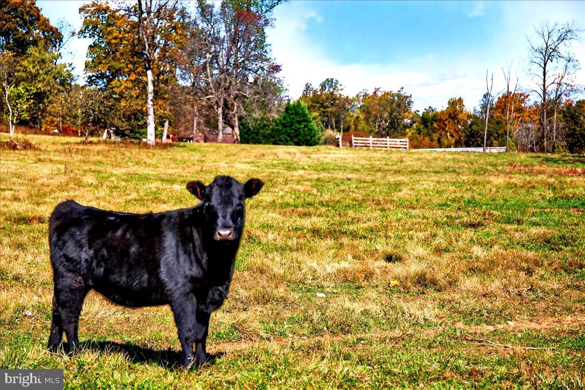 290 RILEY HOLLOW RD, HUNTLY, Virginia 22640, 3 Bedrooms Bedrooms, ,3 BathroomsBathrooms,Farm,For Sale,290 RILEY HOLLOW RD,VARP2002364 MLS # VARP2002364