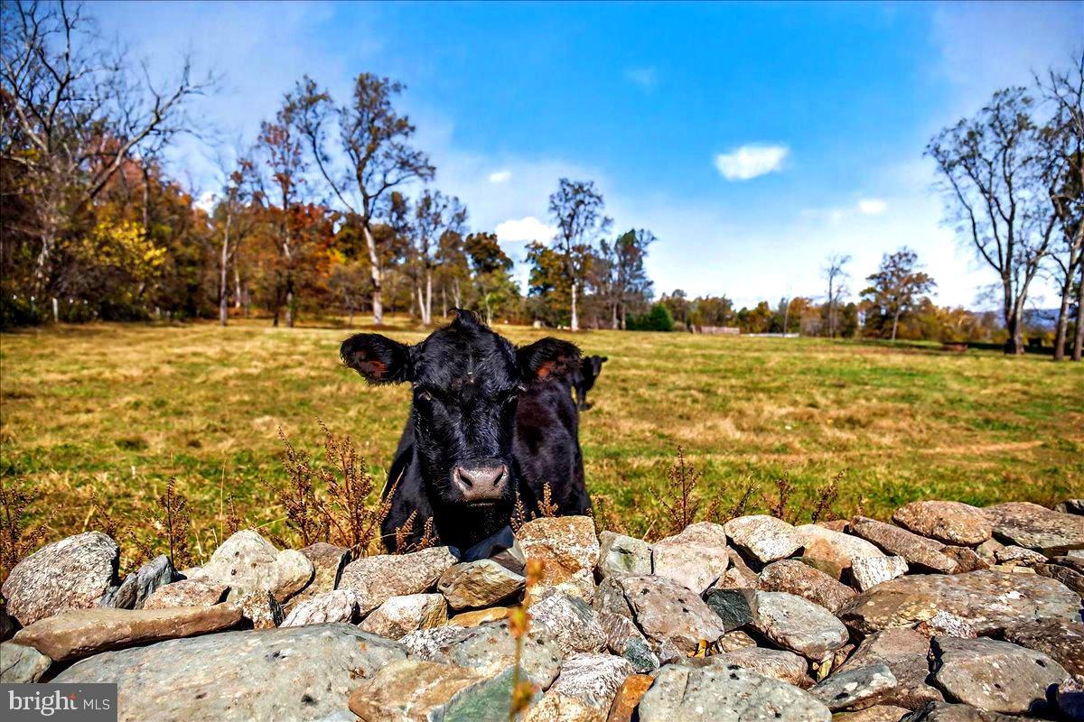 290 RILEY HOLLOW RD, HUNTLY, Virginia 22640, 3 Bedrooms Bedrooms, ,3 BathroomsBathrooms,Farm,For Sale,290 RILEY HOLLOW RD,VARP2002364 MLS # VARP2002364