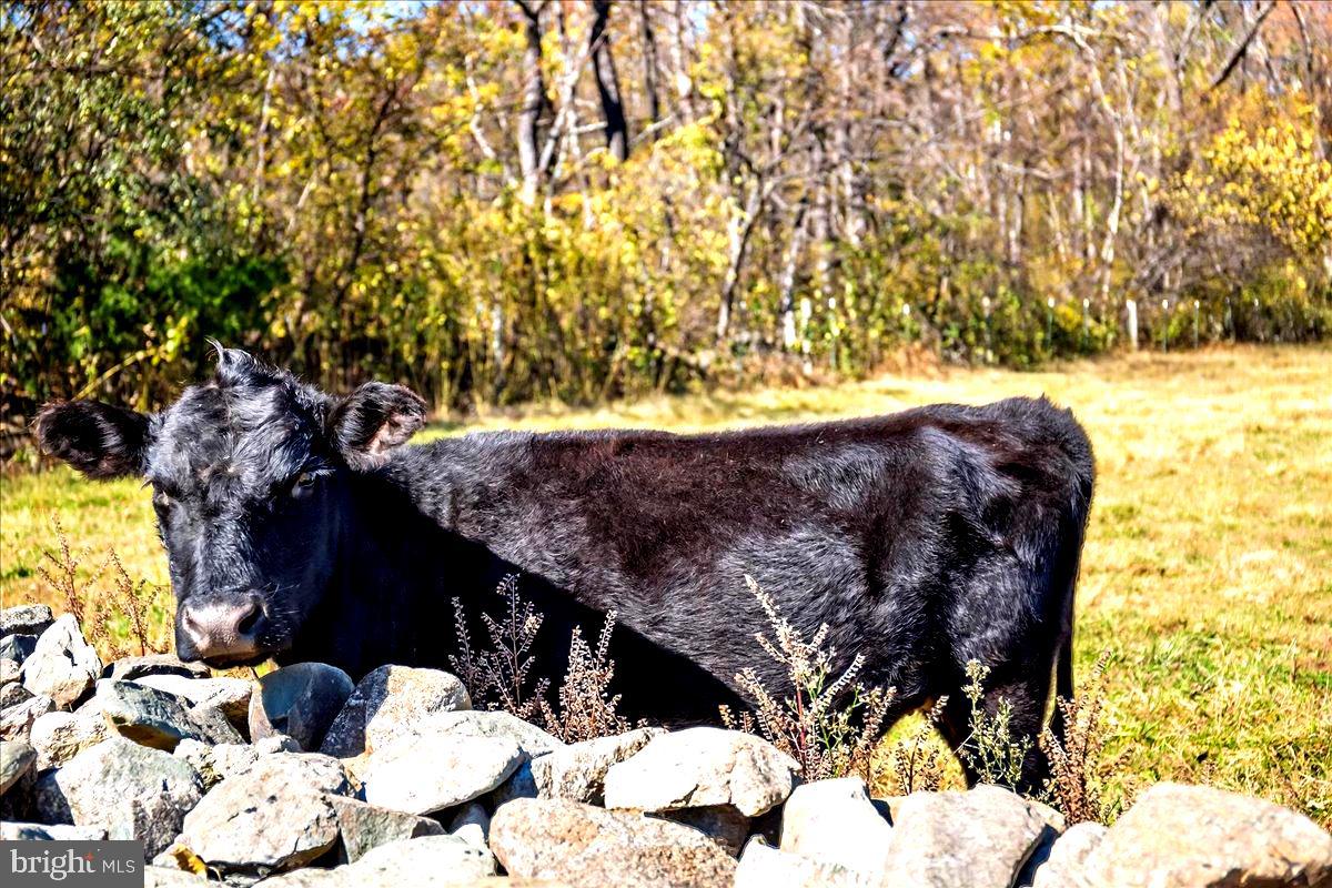 290 RILEY HOLLOW RD, HUNTLY, Virginia 22640, 3 Bedrooms Bedrooms, ,3 BathroomsBathrooms,Residential,For Sale,290 RILEY HOLLOW RD,VARP2002360 MLS # VARP2002360