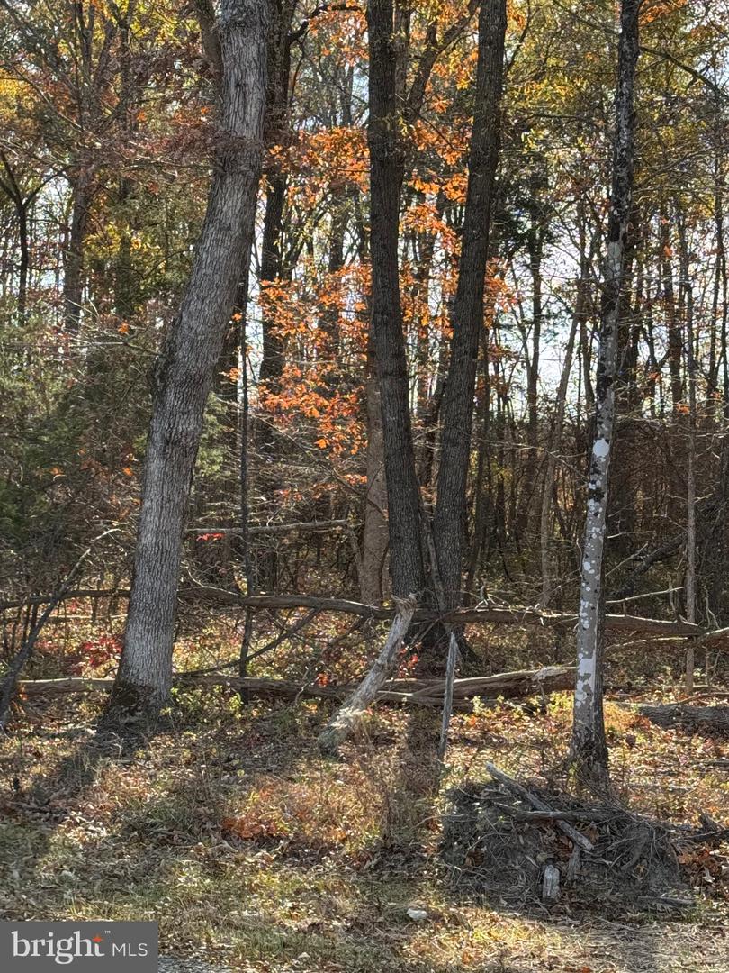 00 BAINES CORNER ROAD, BEALETON, Virginia 22712, ,Land,For Sale,00 BAINES CORNER ROAD,VAFQ2019538 MLS # VAFQ2019538 00 BAINES CORNER ROAD, BEALETON, Virginia 22712, ,Land,For Sale,00 BAINES CORNER ROAD,VAFQ2019538 MLS # VAFQ2019538