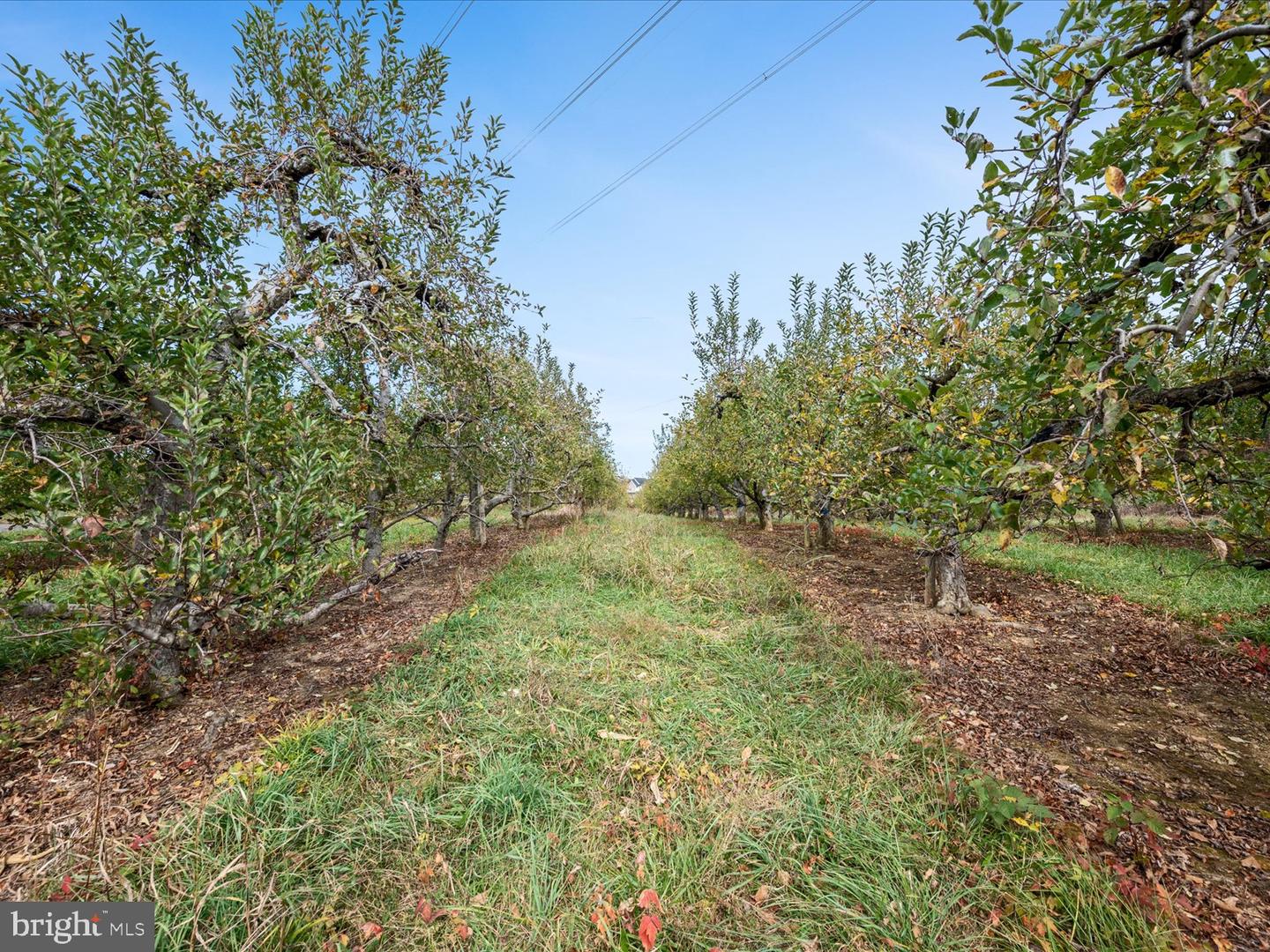 458 HITES RD, STEPHENS CITY, Virginia 22655, ,Farm,For Sale,458 HITES RD,VAFV2037666 MLS # VAFV2037666