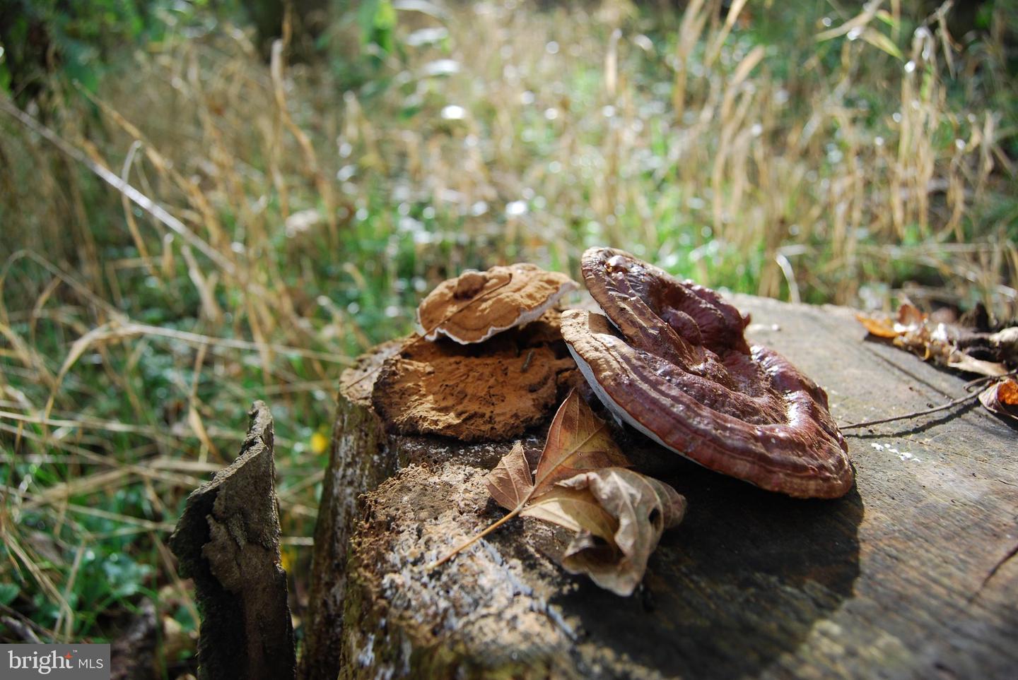 2983 OLD WINCHESTER RD, BOYCE, Virginia 22620, 3 Bedrooms Bedrooms, ,2 BathroomsBathrooms,Residential,For Sale,2983 OLD WINCHESTER RD,VACL2006126 MLS # VACL2006126